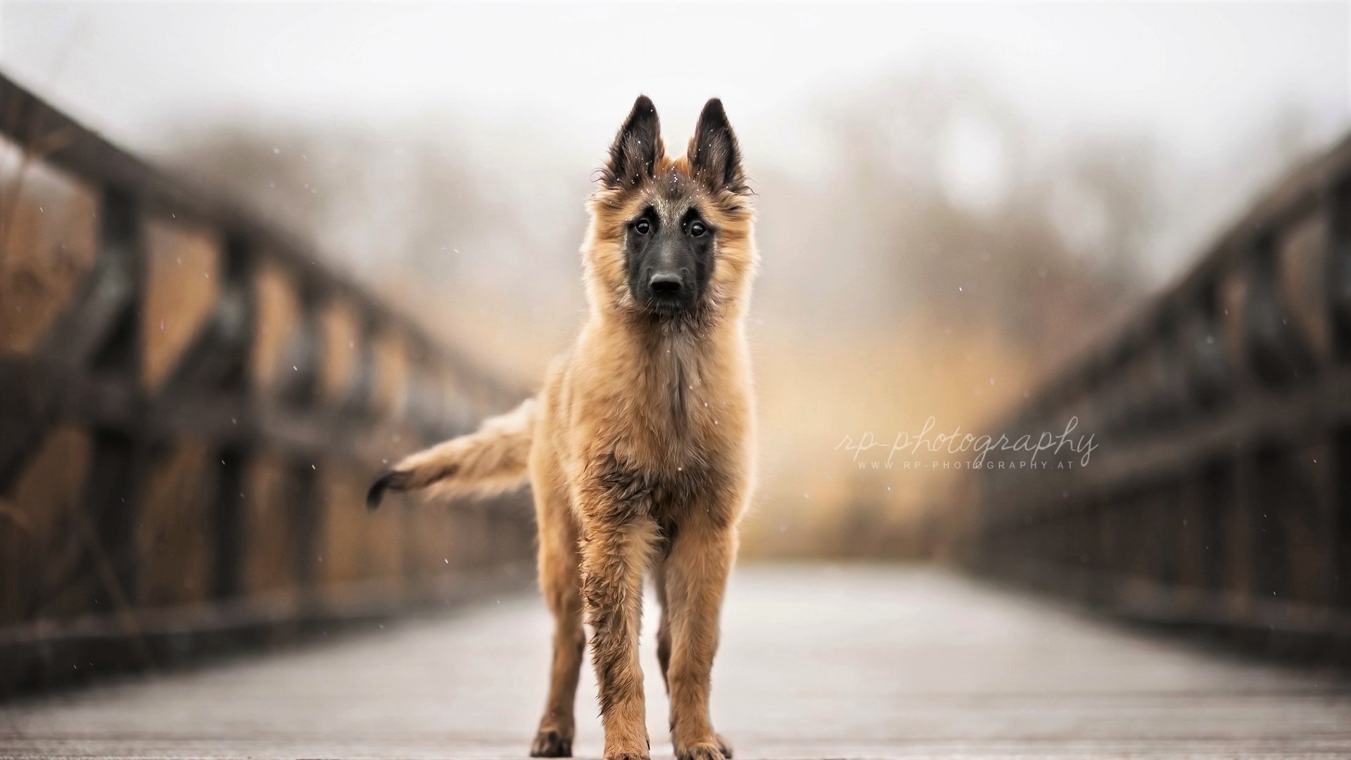 Animal Dog German Shepherd 1920x1080