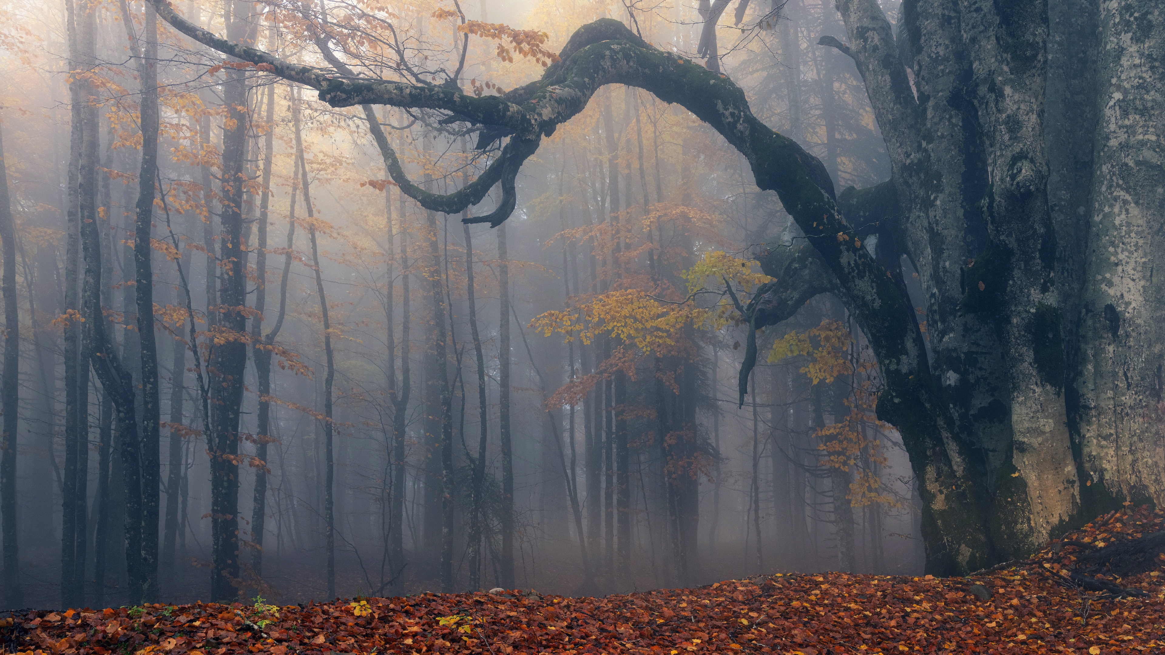 Nature Outdoors Fall Fallen Leaves Mist Trees 3840x2160
