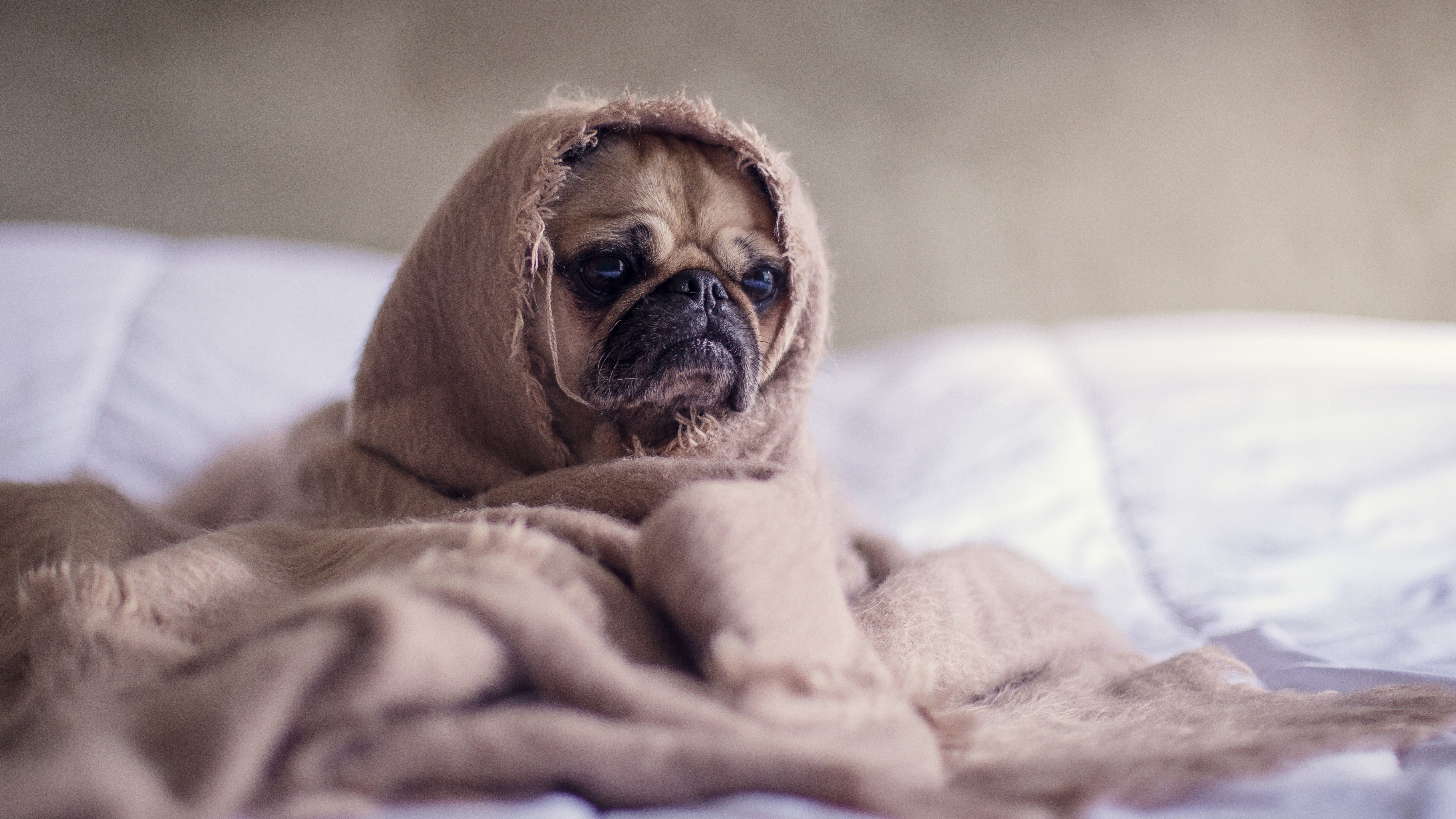 Matthew Henry Pug Dog Wrapped In Blanket Bokeh 5092x2865