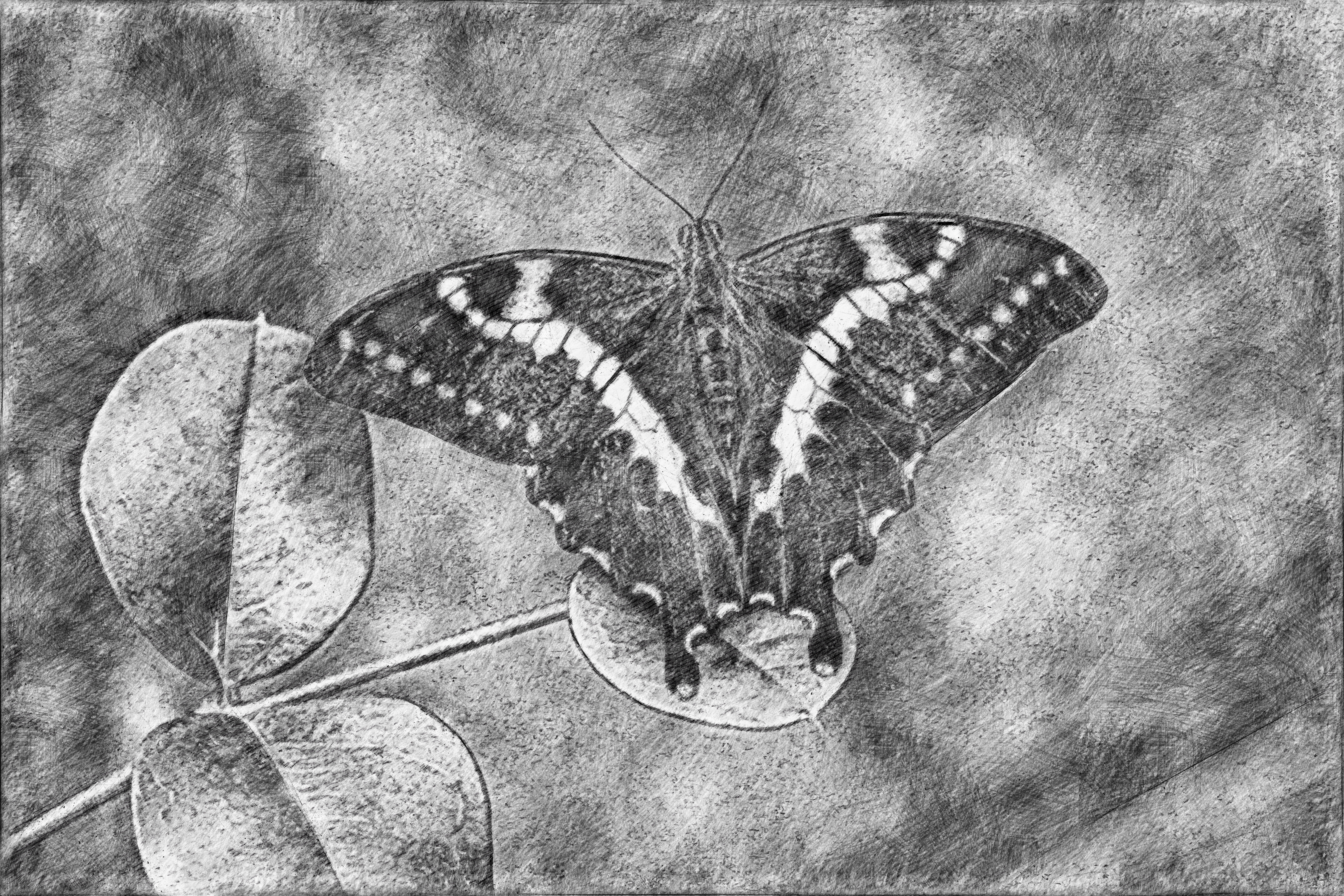 Butterfly Artwork Drawing Pencil Drawing 4726x3150