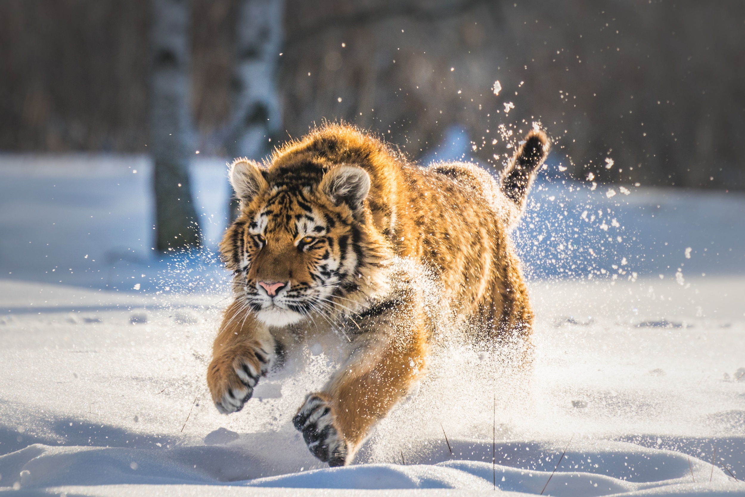 Wildlife Big Cat Predator Animal Winter Snow 2500x1667