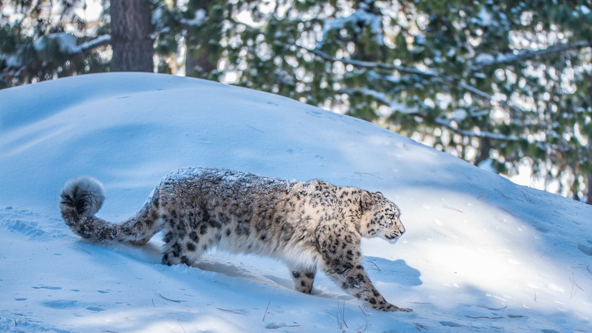 Big Cat Snow Snow Leopard Wildlife Predator Animal 2000x1125