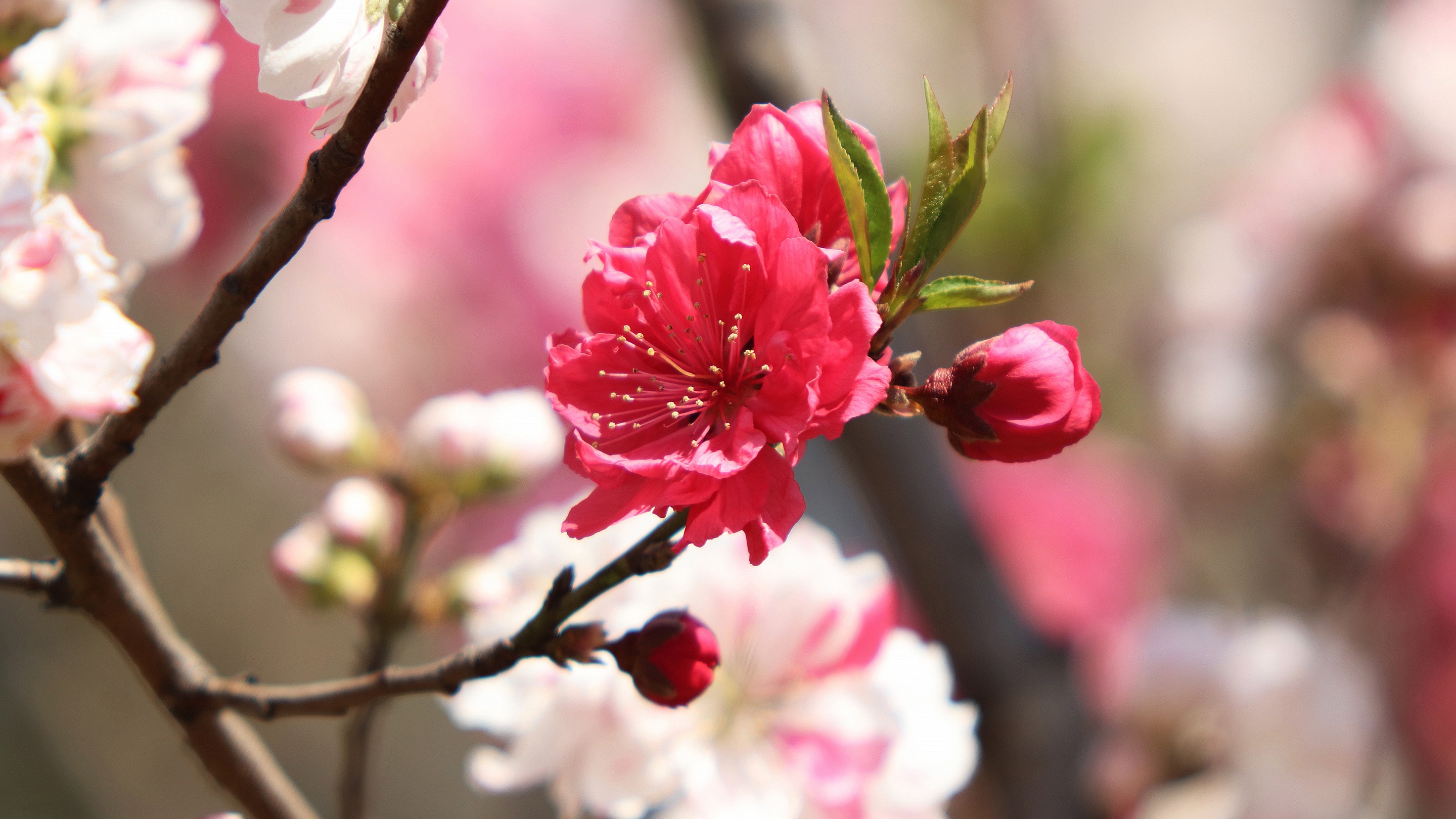 Blossom Branch Spring 2880x1620