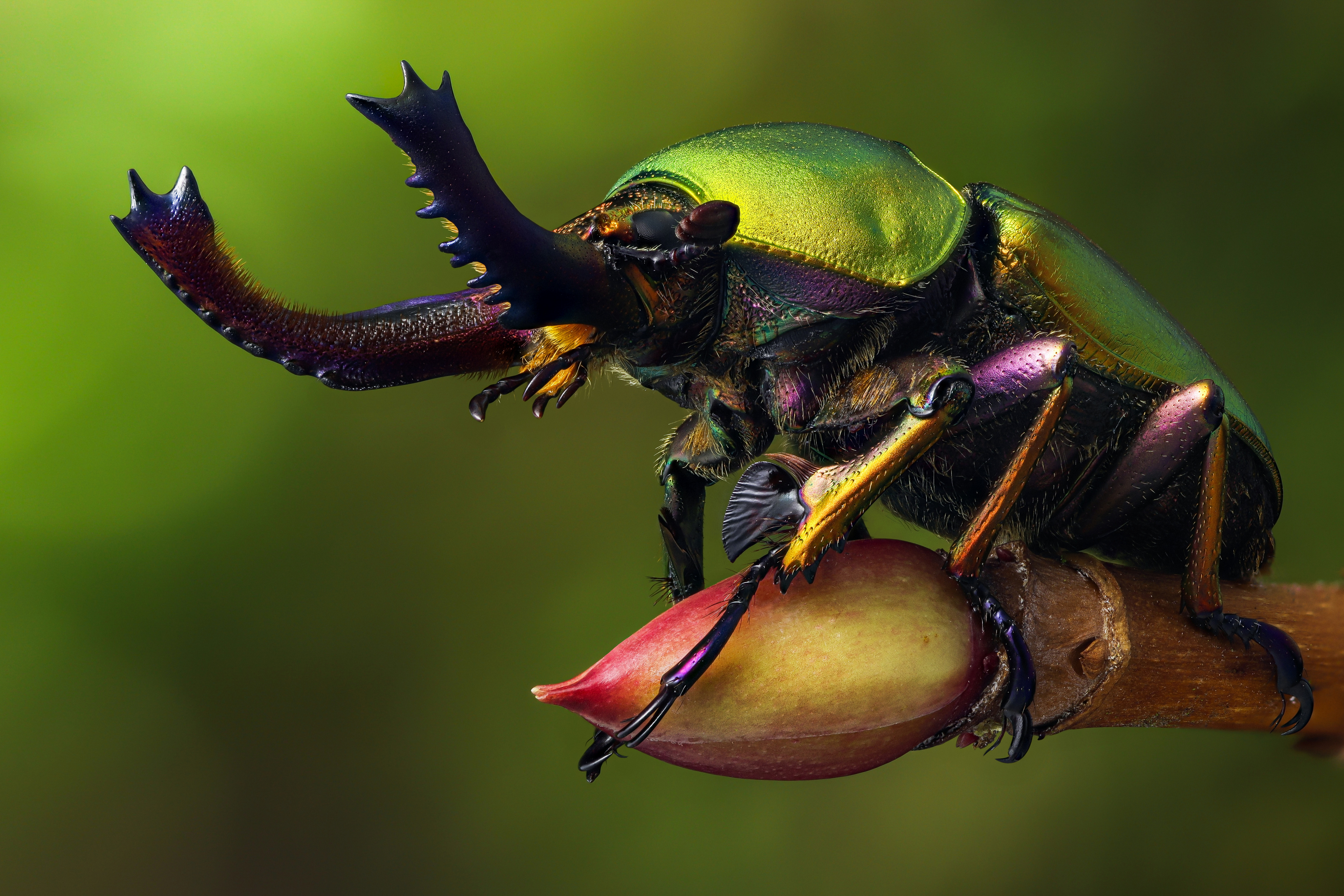 Macro Beetle Insect Depth Of Field Nature Branch 3840x2560