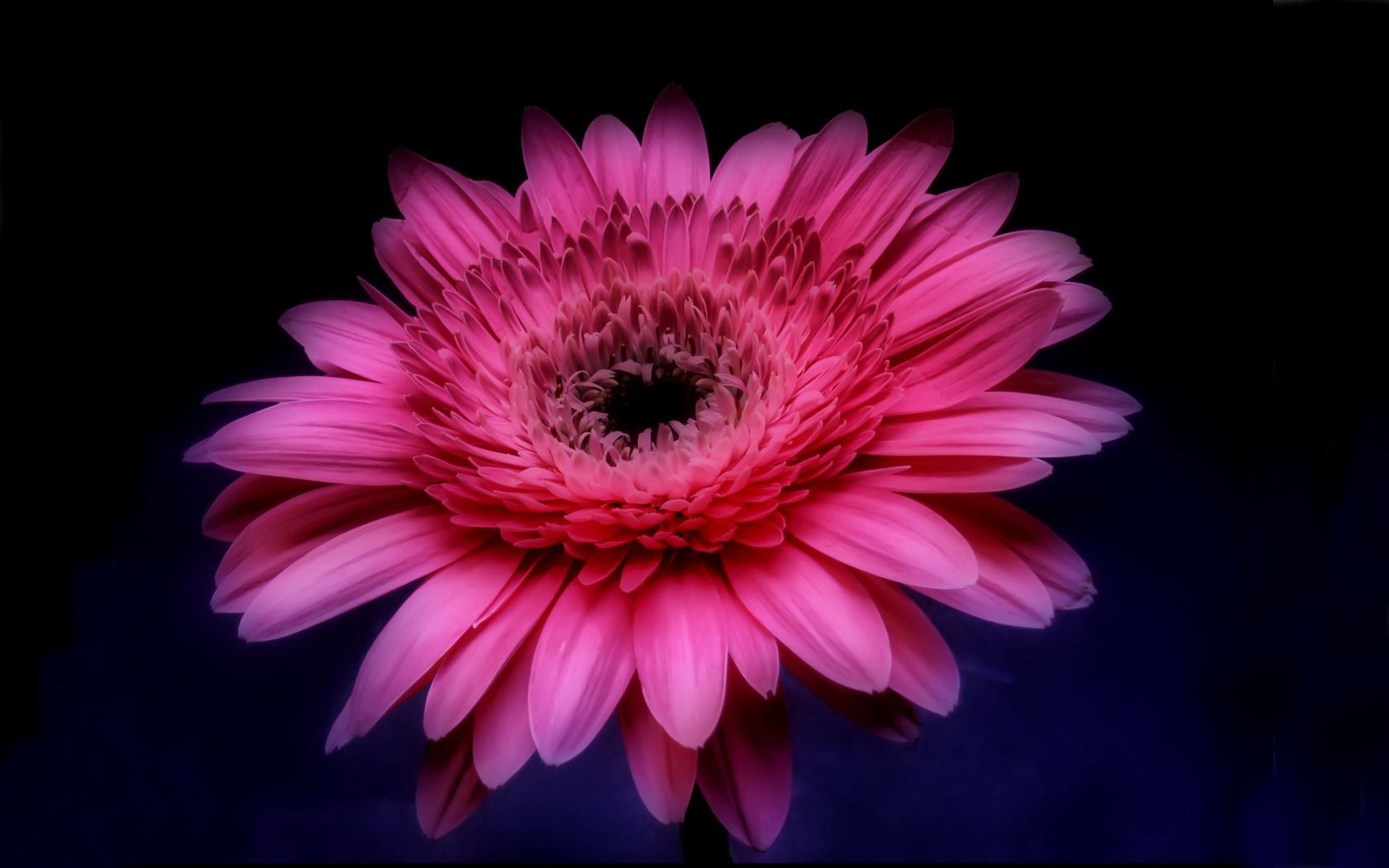 Flower Close Up Pink Flower 1680x1050