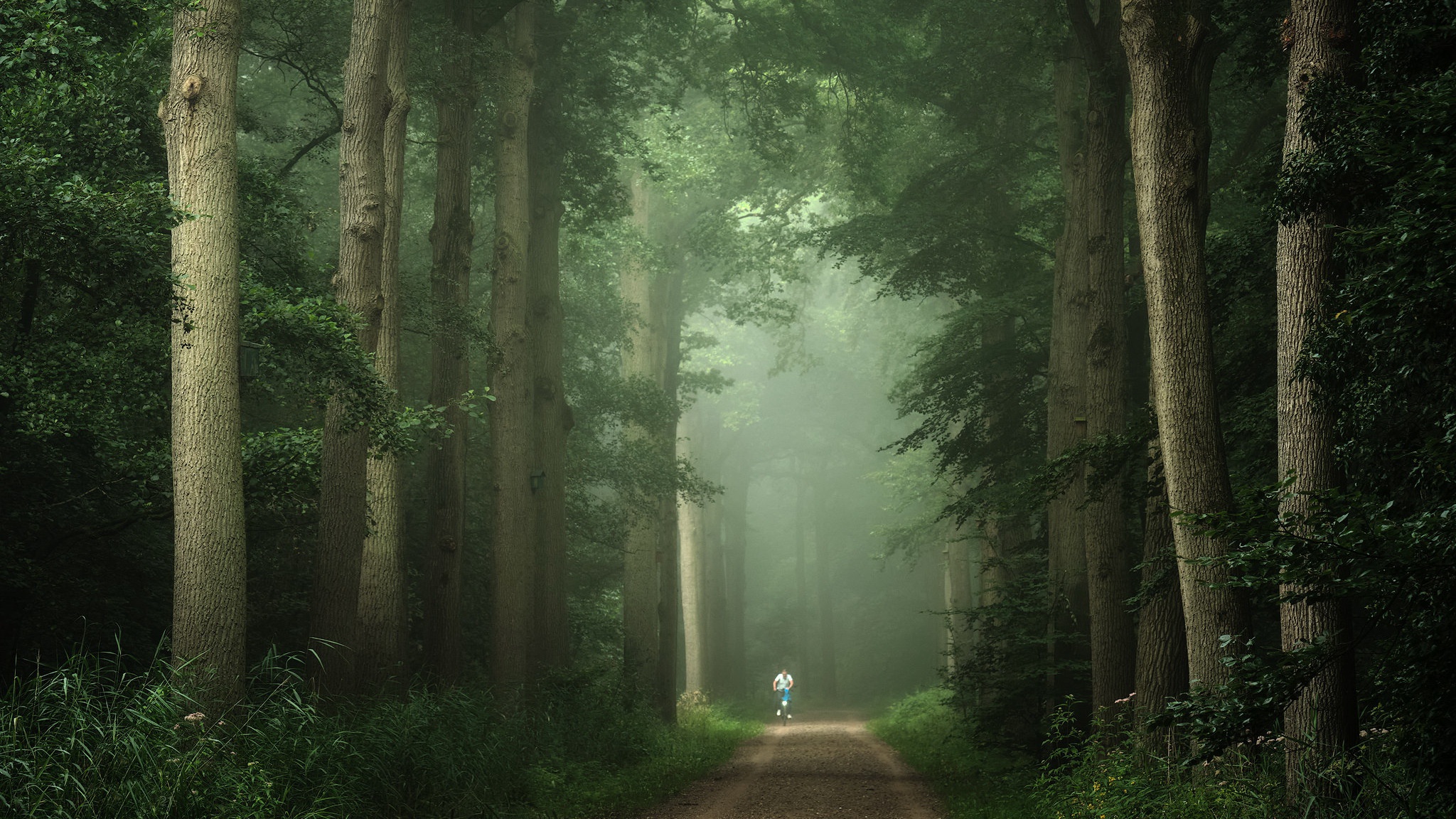 Outdoors Pathway Trees Nature 2048x1152