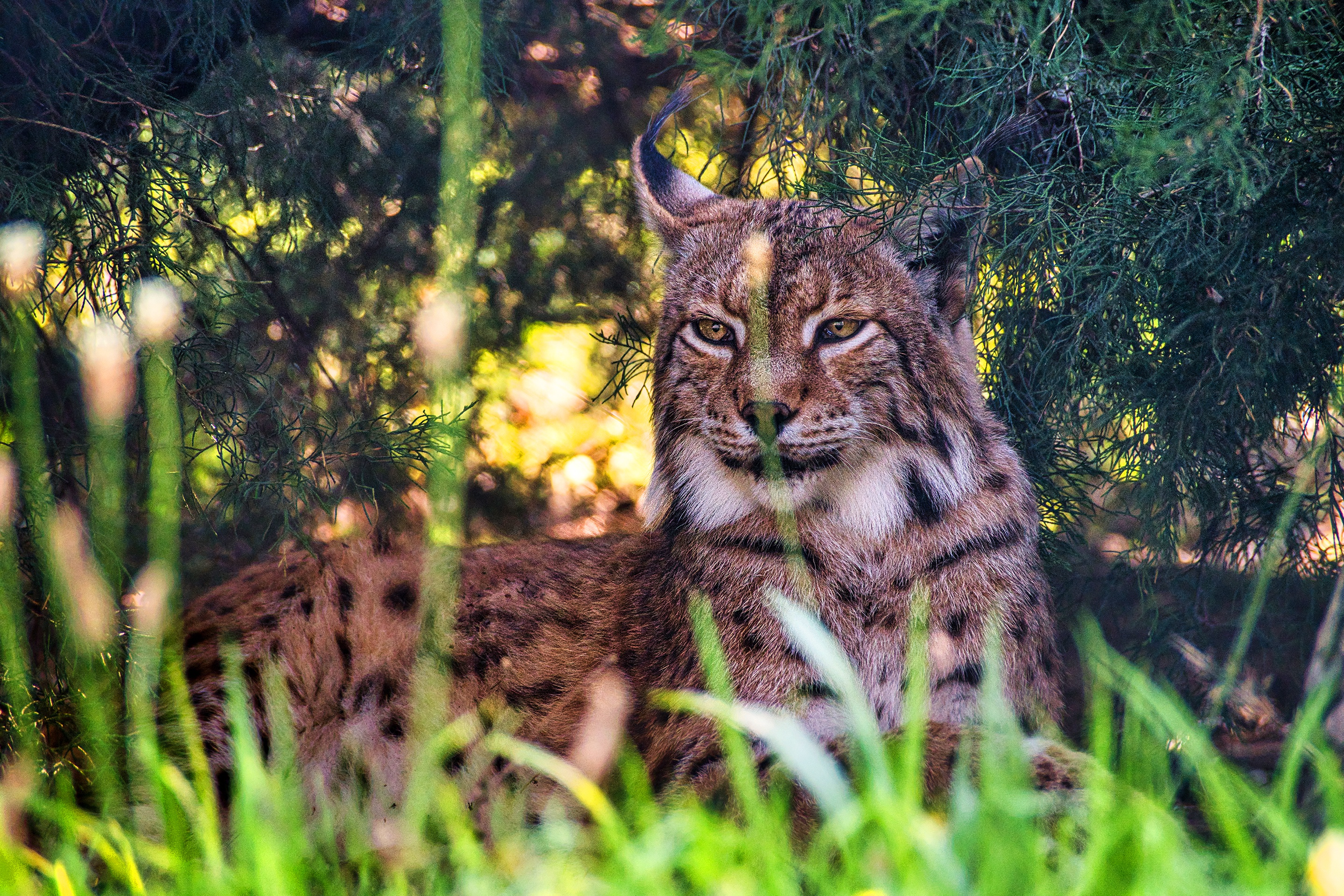 Big Cat Lynx Wildlife Predator Animal 2880x1920