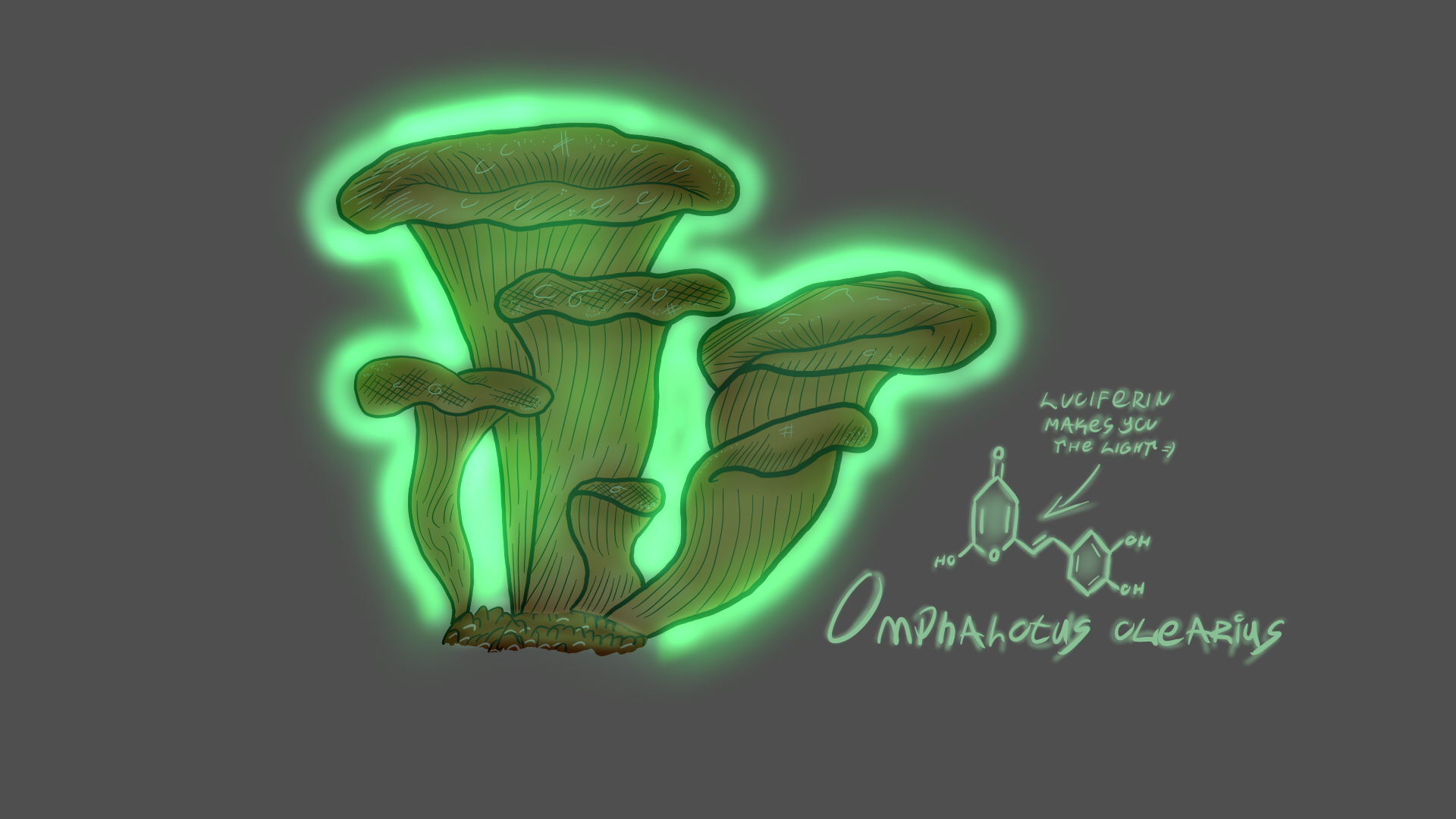 Luciferin Nature Plants Mushroom 1920x1080