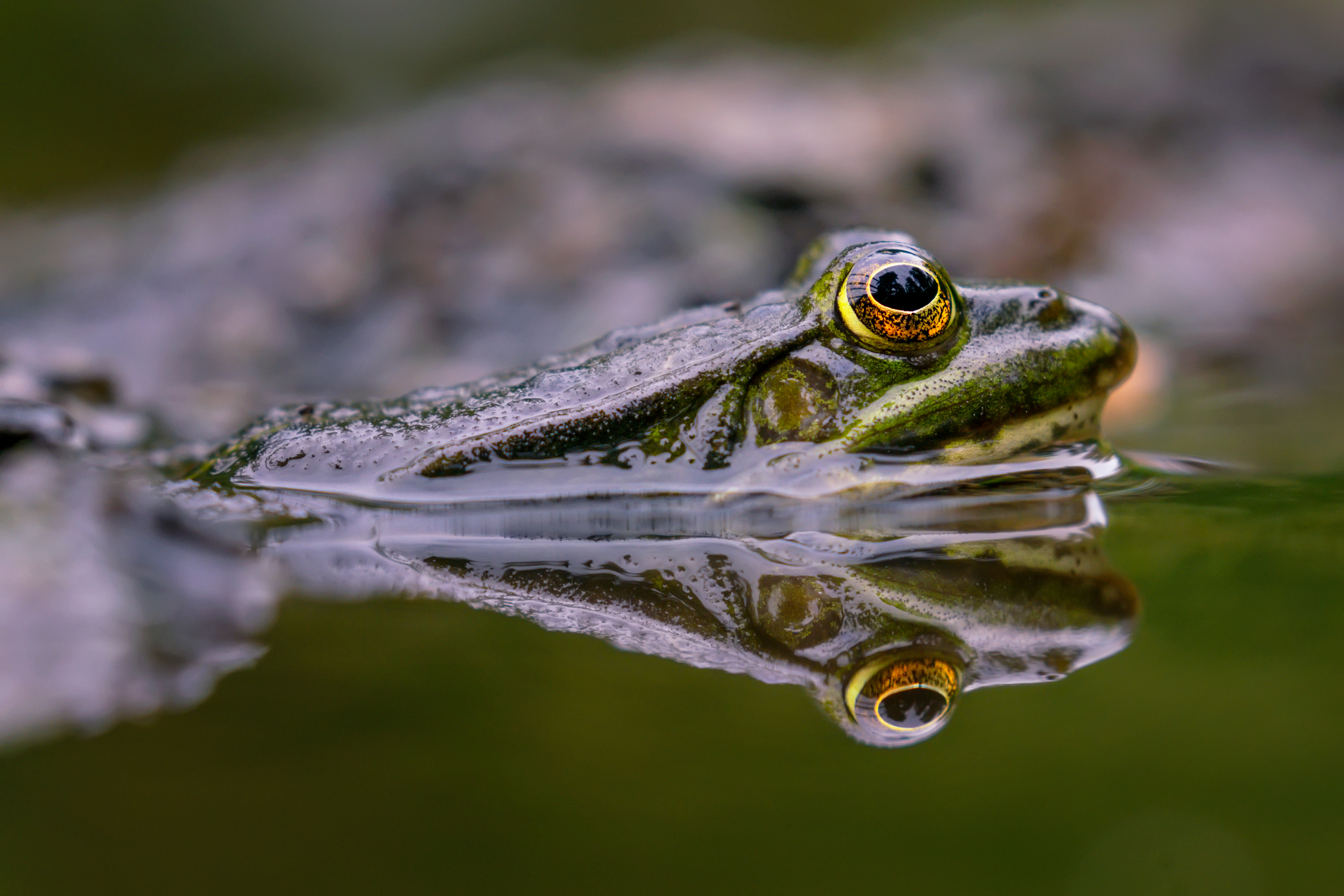 Frog Amphibian Pond Reflection Nature 3000x2000