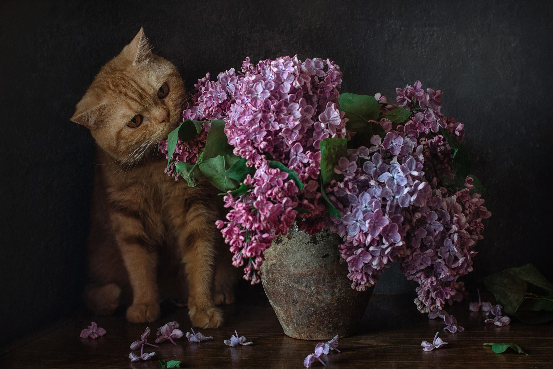 Flower Lilac Pet 1920x1280
