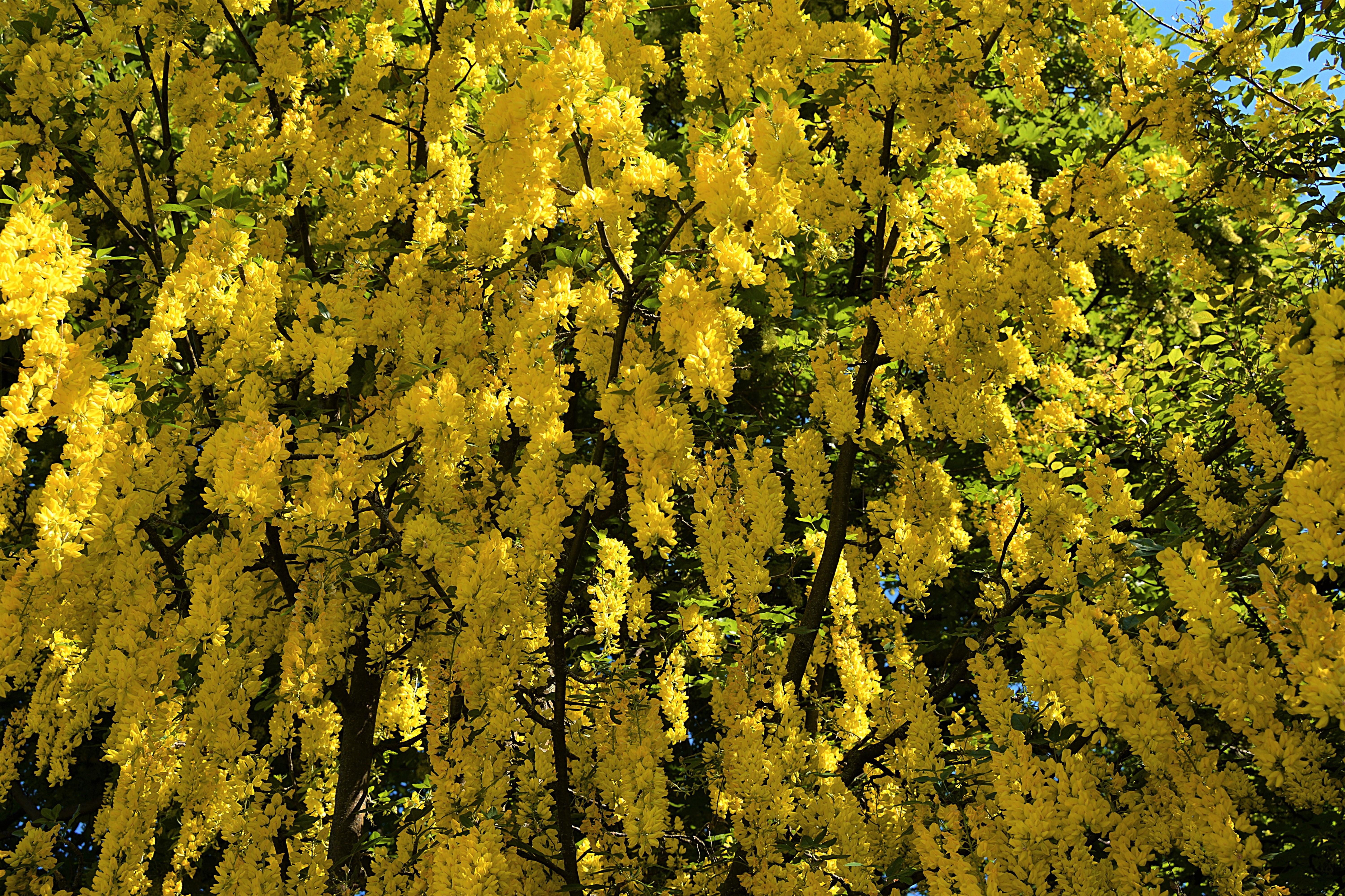 Blossom Yellow Flower 6000x4000