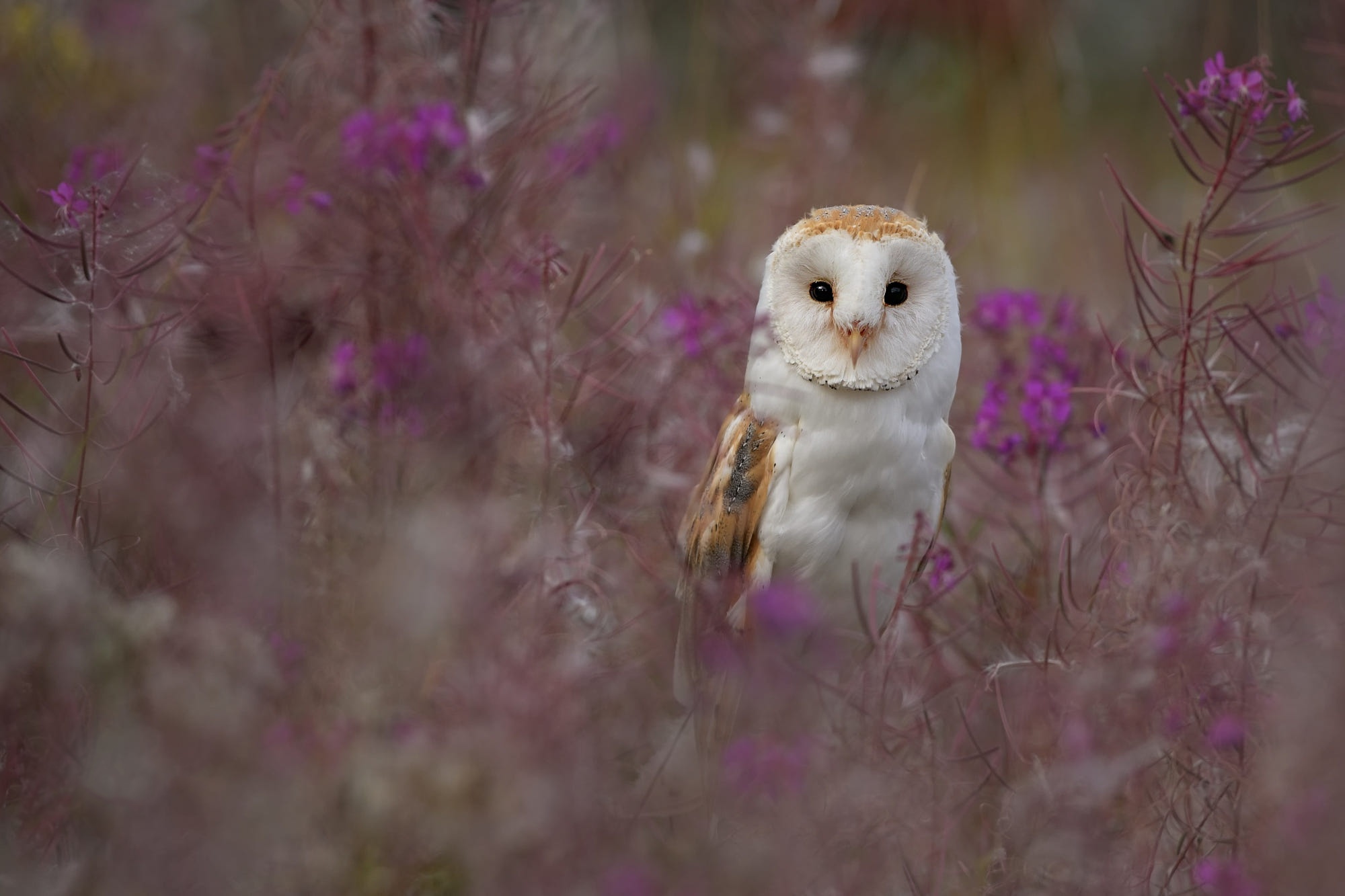 Owl Bird Wildlife 2000x1333