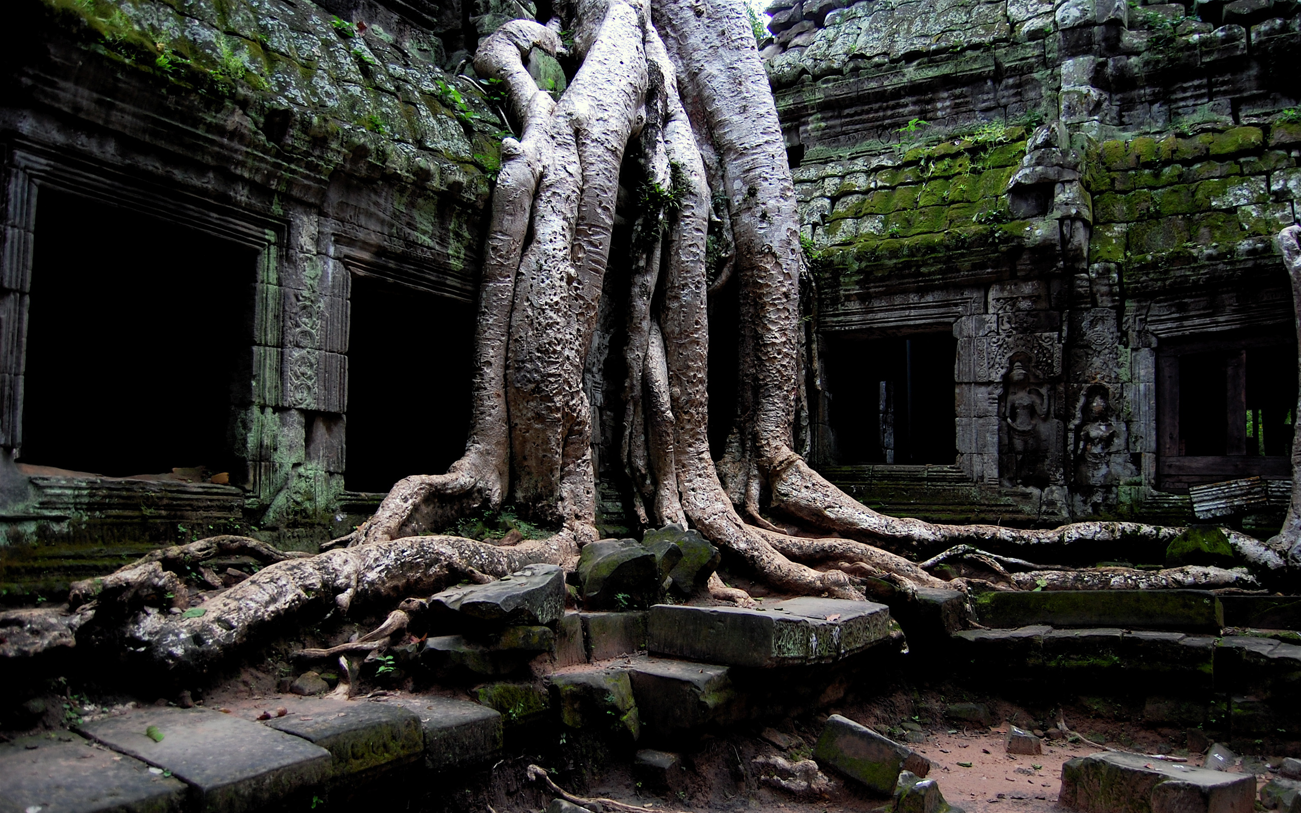 Nature Ruin Ta Prohm Temple Tree 2560x1600