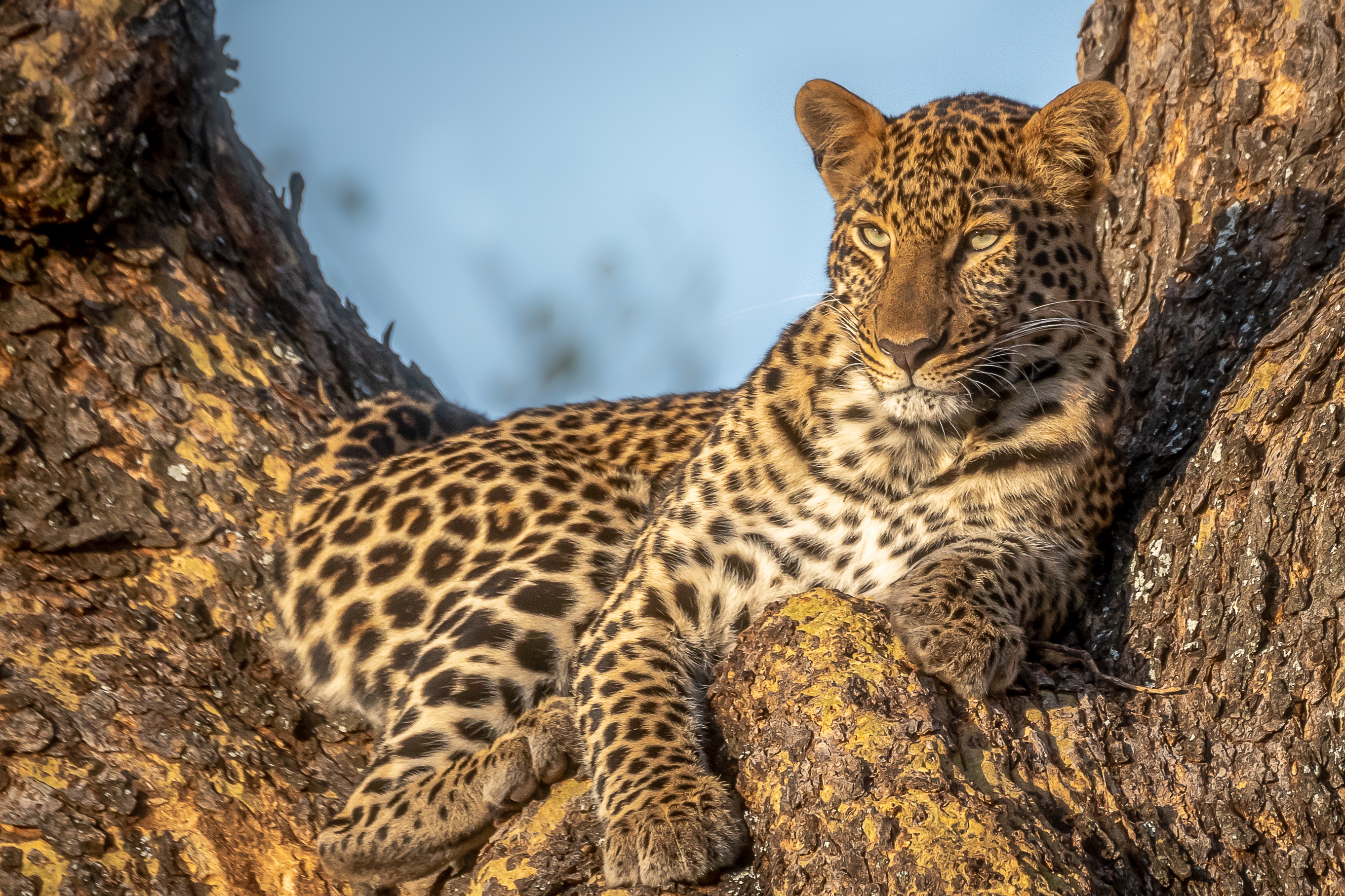 Big Cat Leopard Wildlife Predator Animal 2724x1816