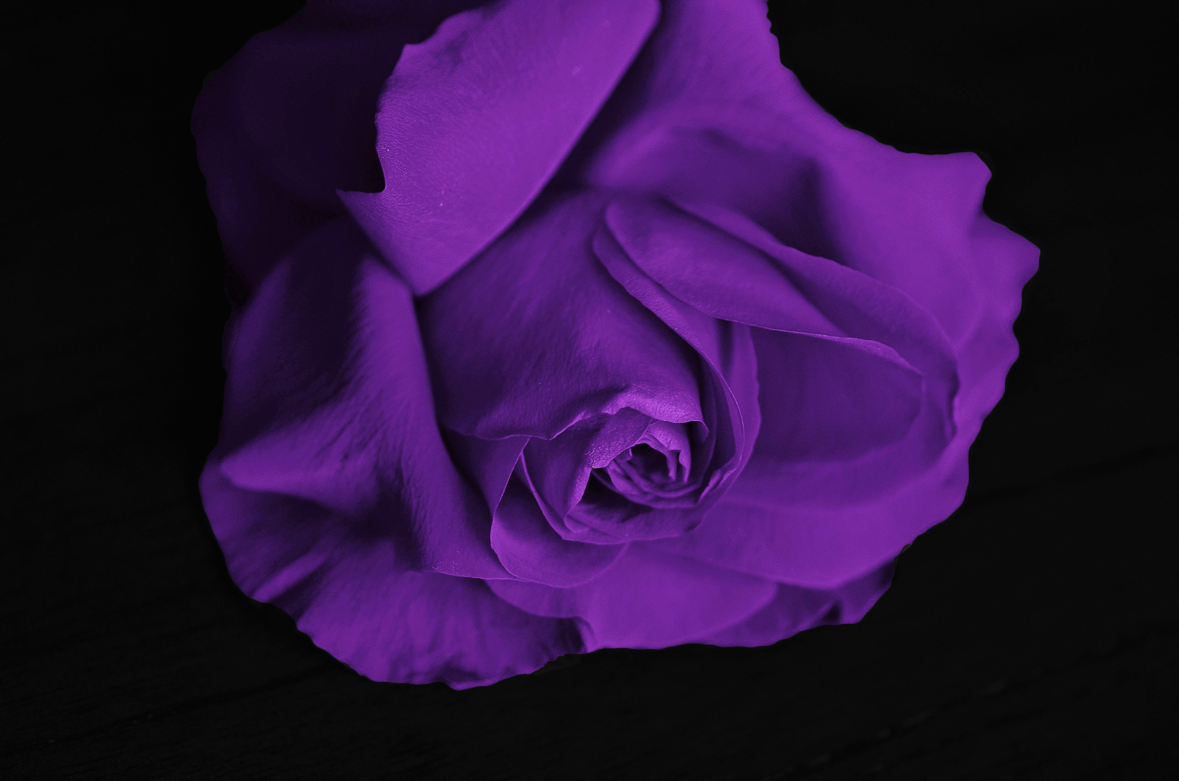 Flower Purple Flower Purple Rose Rose 4928x3264