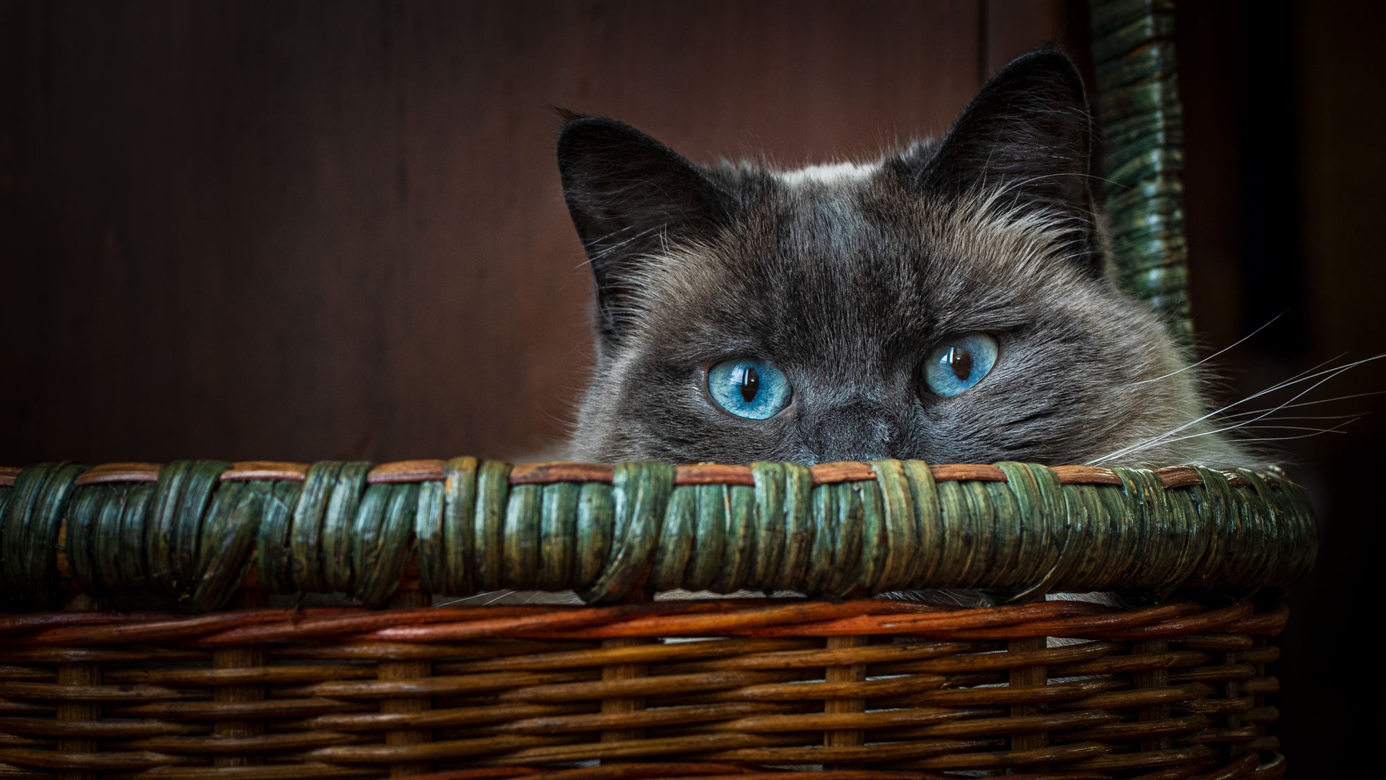 Cats Animals Mammals Baskets Animal Eyes Looking At Viewer Blue Eyes Indoors 2000x1125