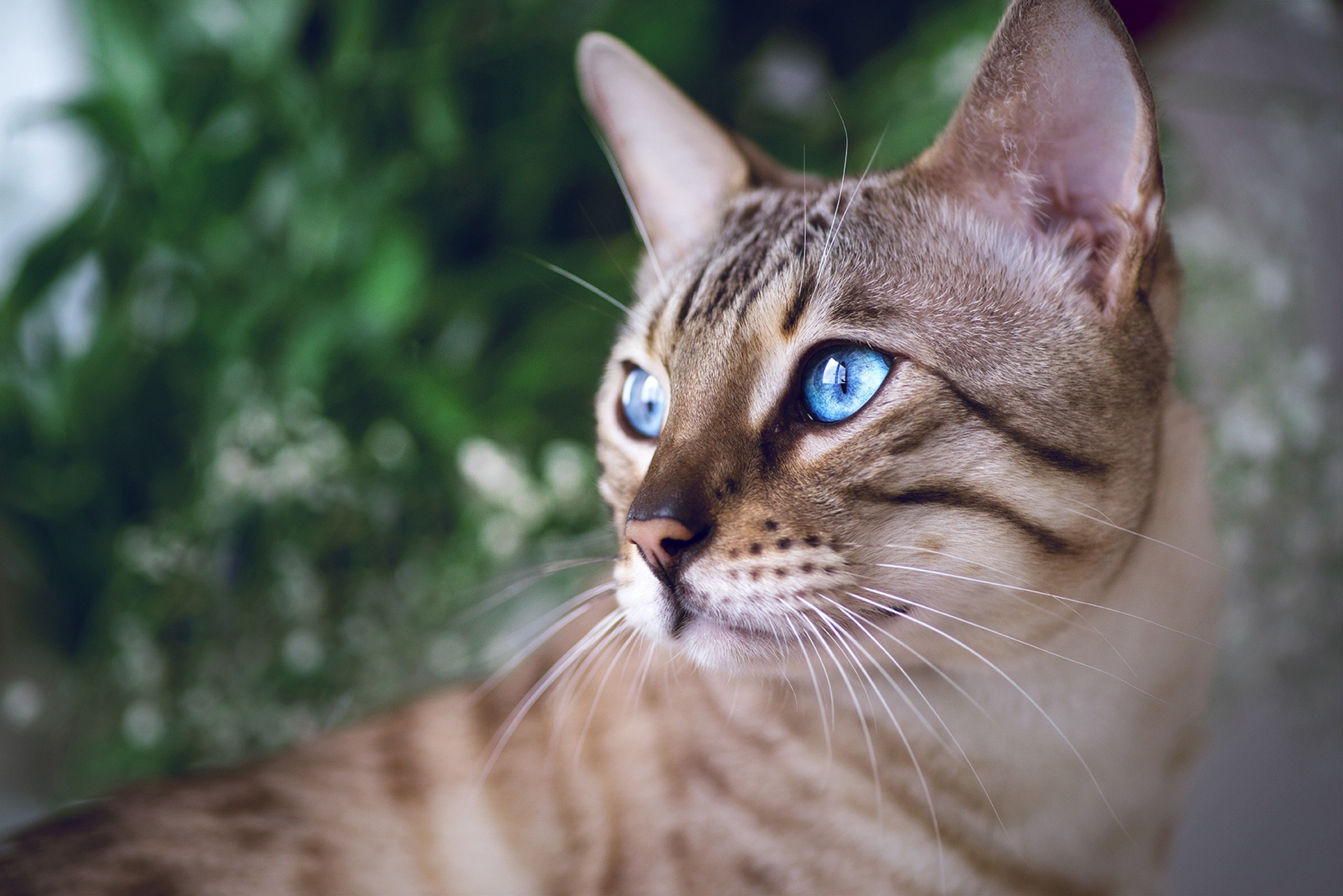 Bengal Cat Blue Eyes Pet 1920x1282