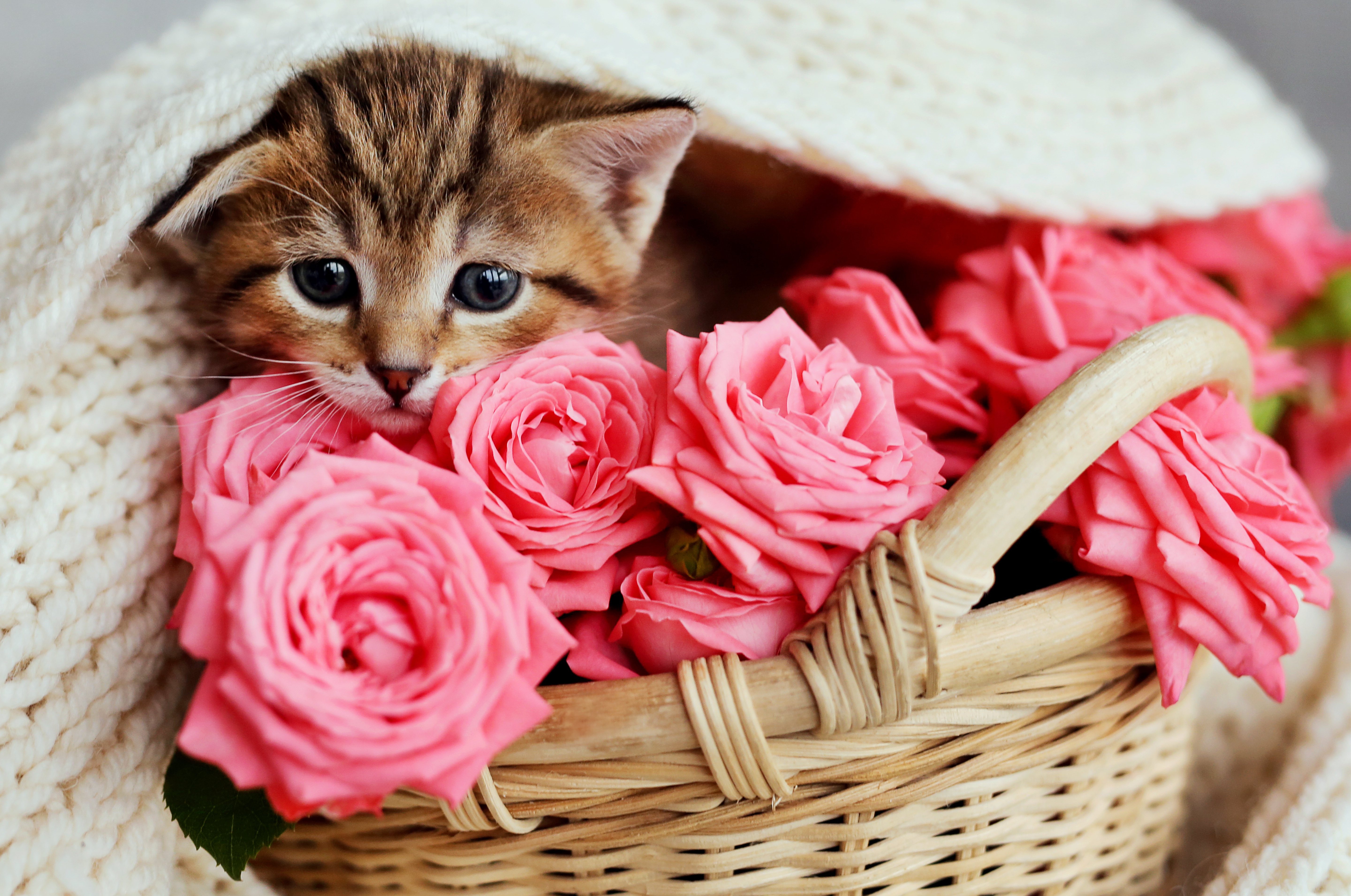 Rose Basket Flower Baby Animal Pet Kitten 5760x3821
