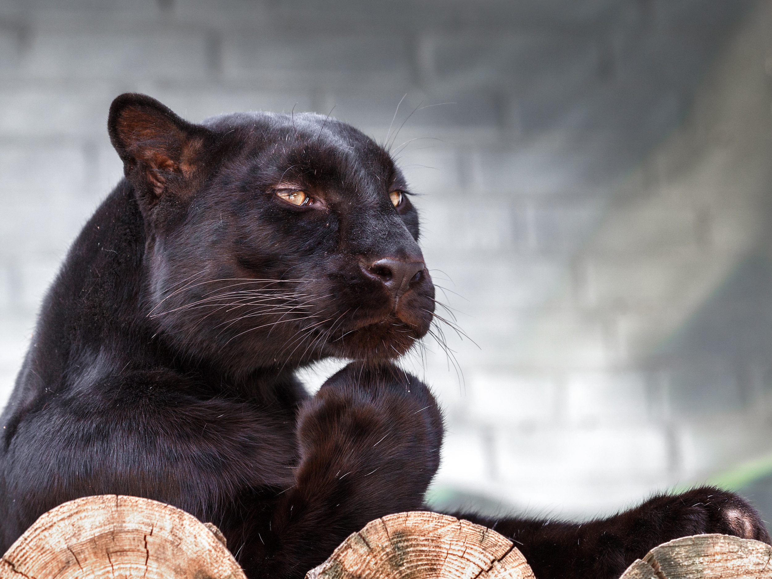 Animal Black Panther 2500x1875