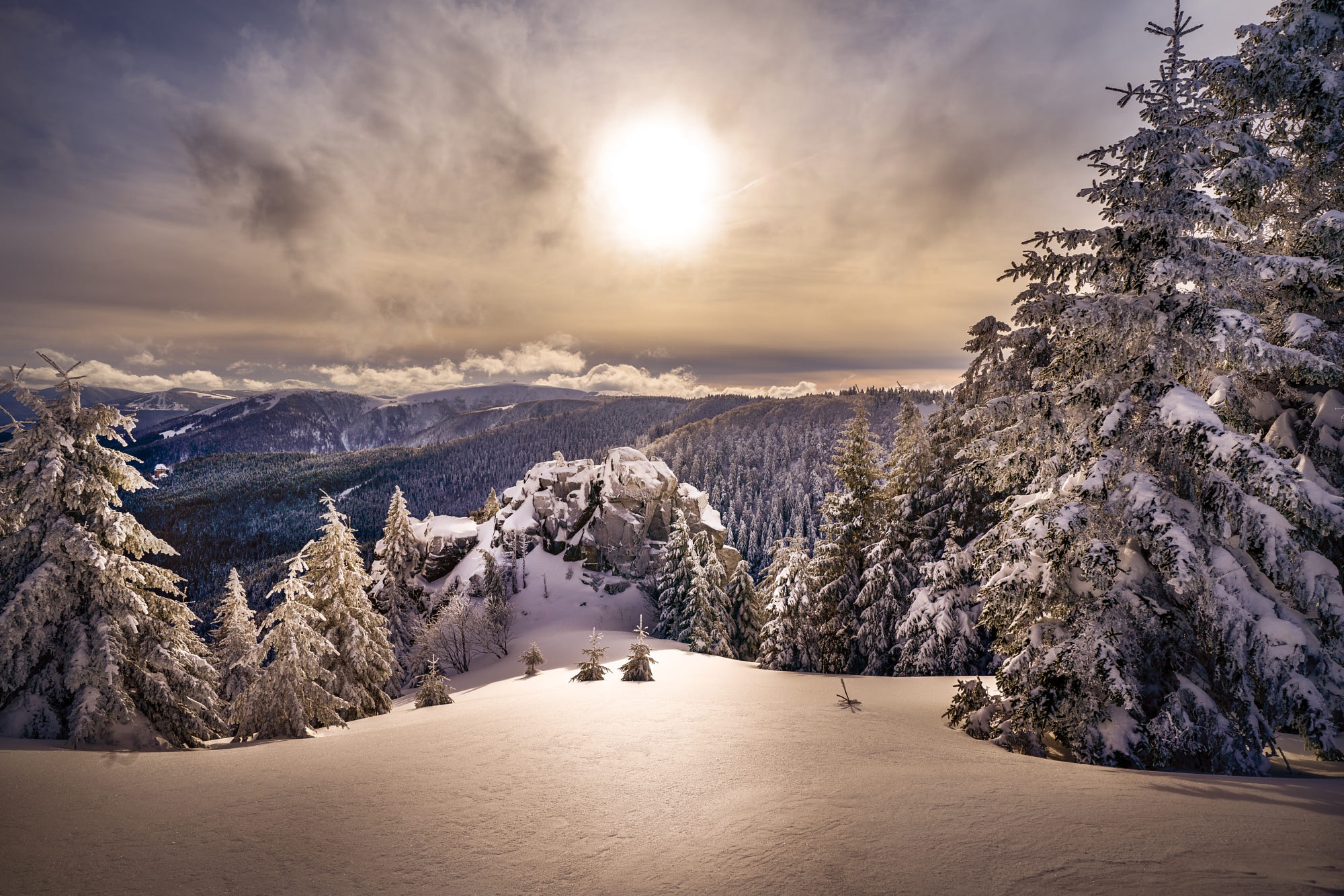 Snow Nature Spruce Sun 2000x1334