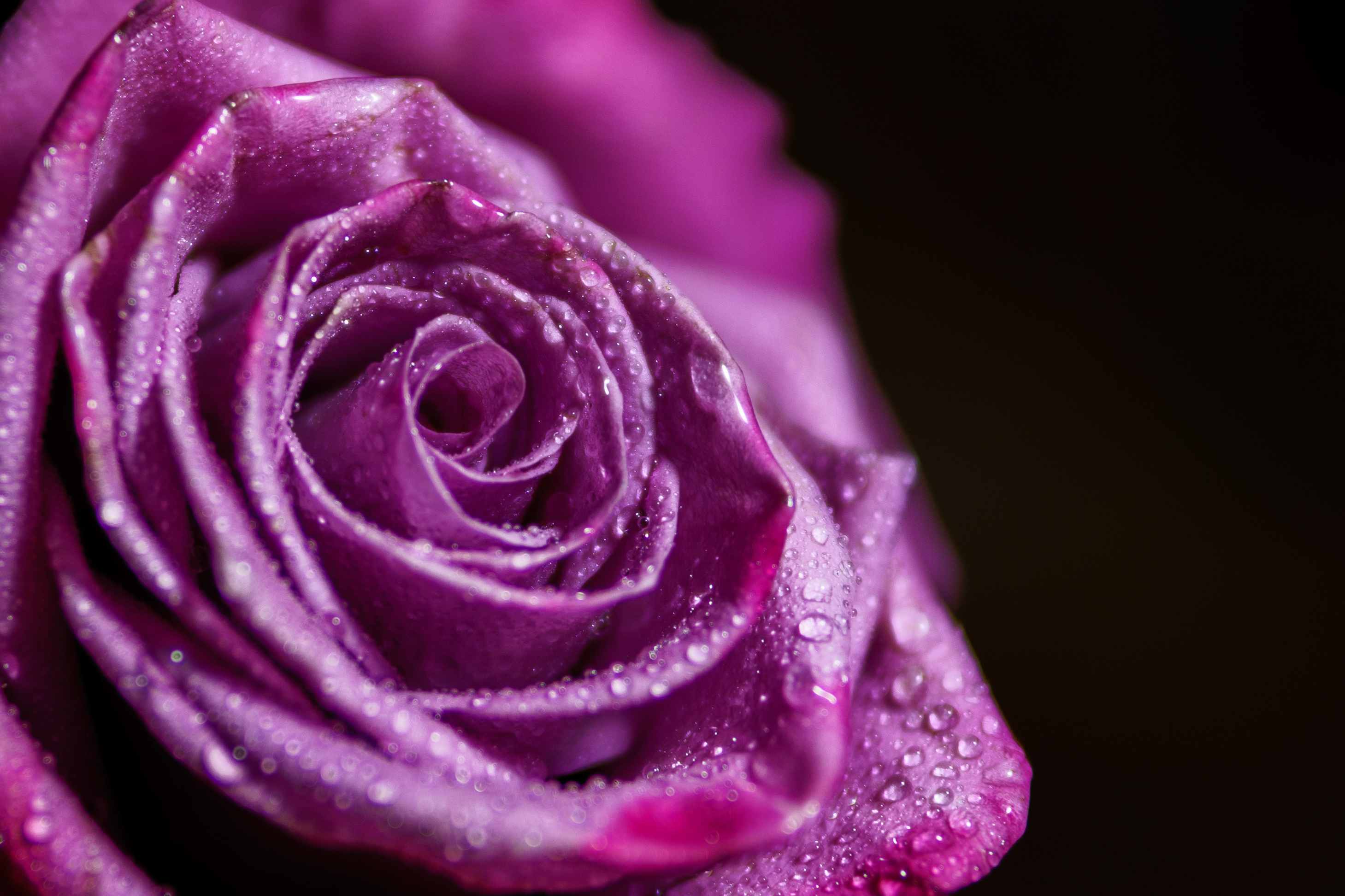 Rose Purple Flowers Macro Water Drops 2918x1945