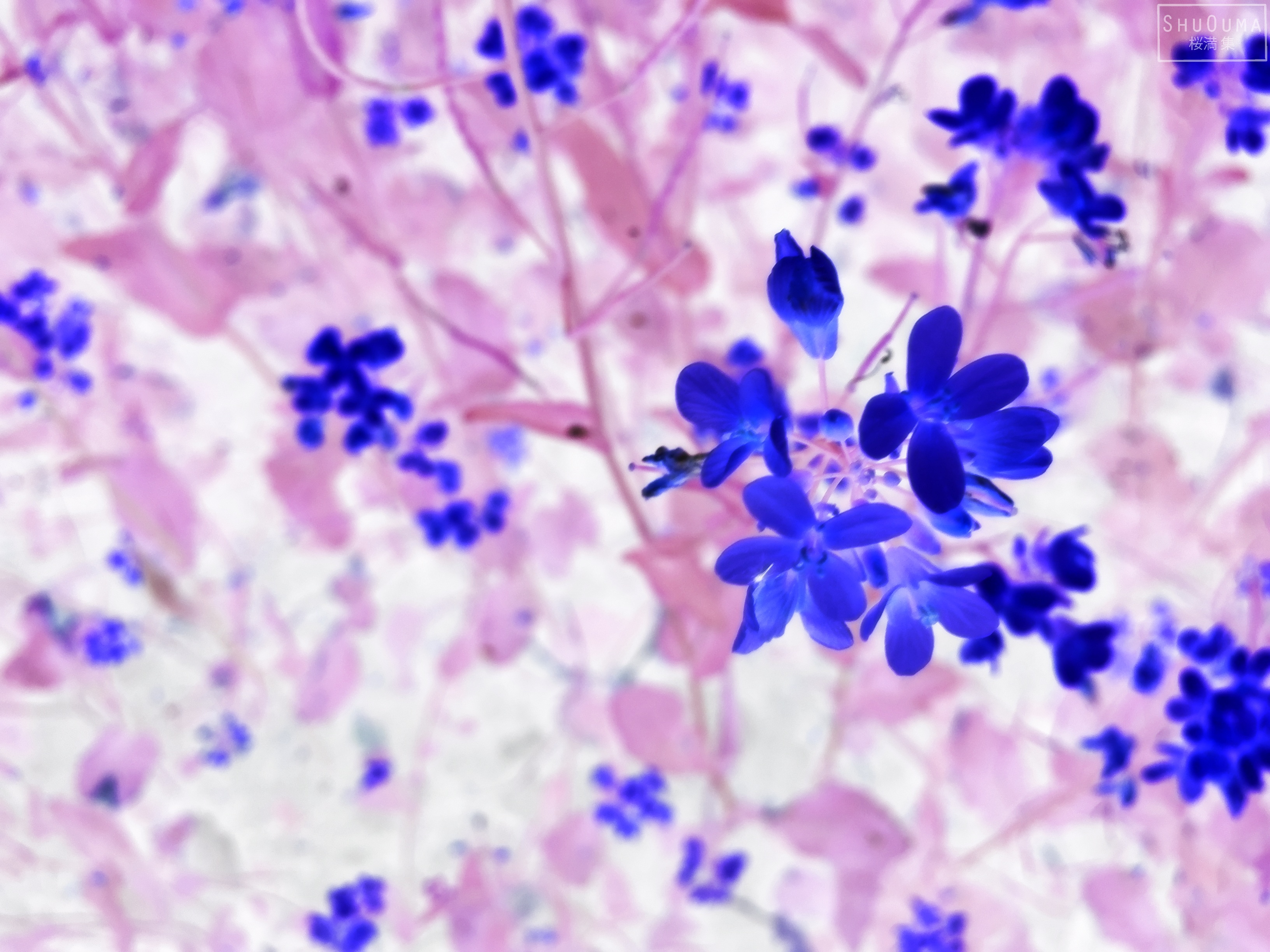 Artistic Blue Flower 3264x2448
