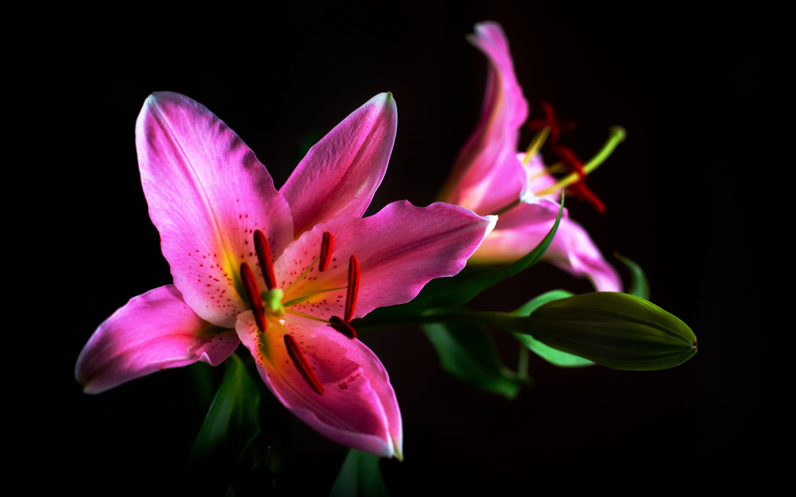 Earth Lily 2560x1600