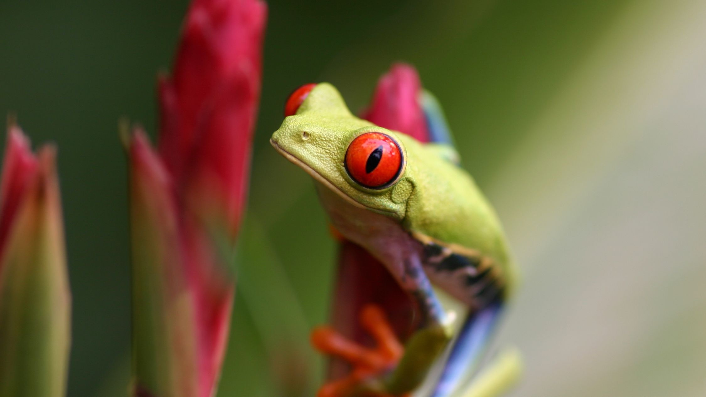 Red Eyed Tree Frog Frog Amphibian Wildlife 2250x1266