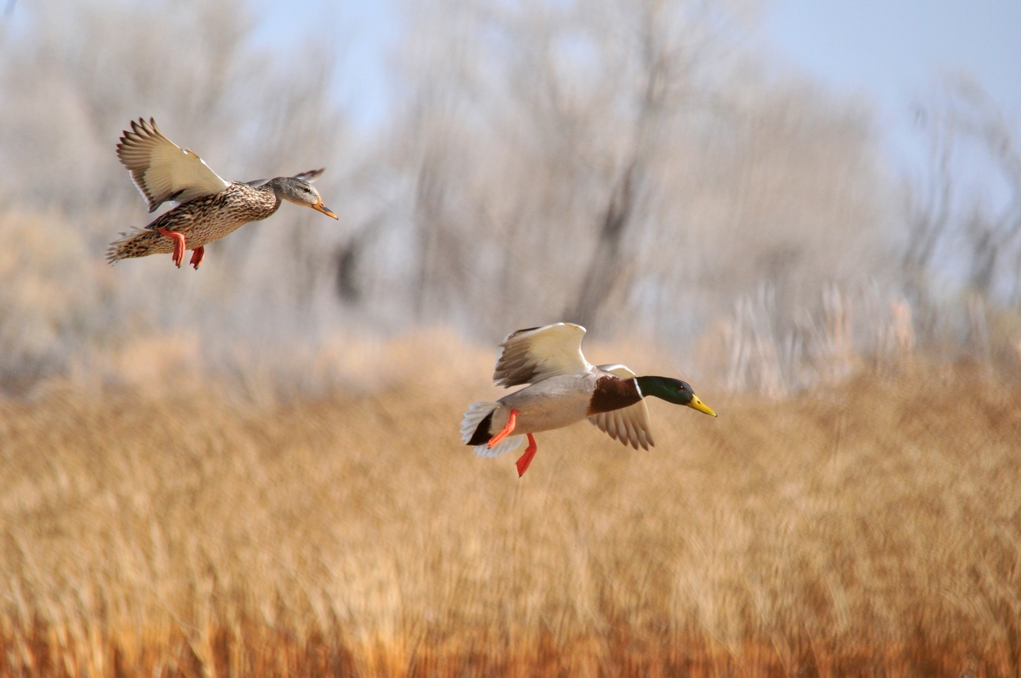 Animal Bird Duck Flying Mallard Motion Blur 2000x1328