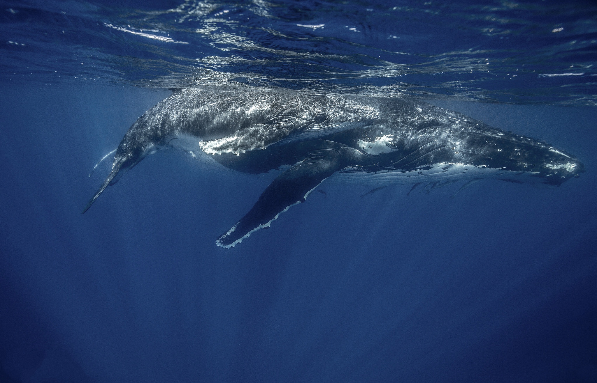 Sea Life Underwater Humpback Whale 2048x1316