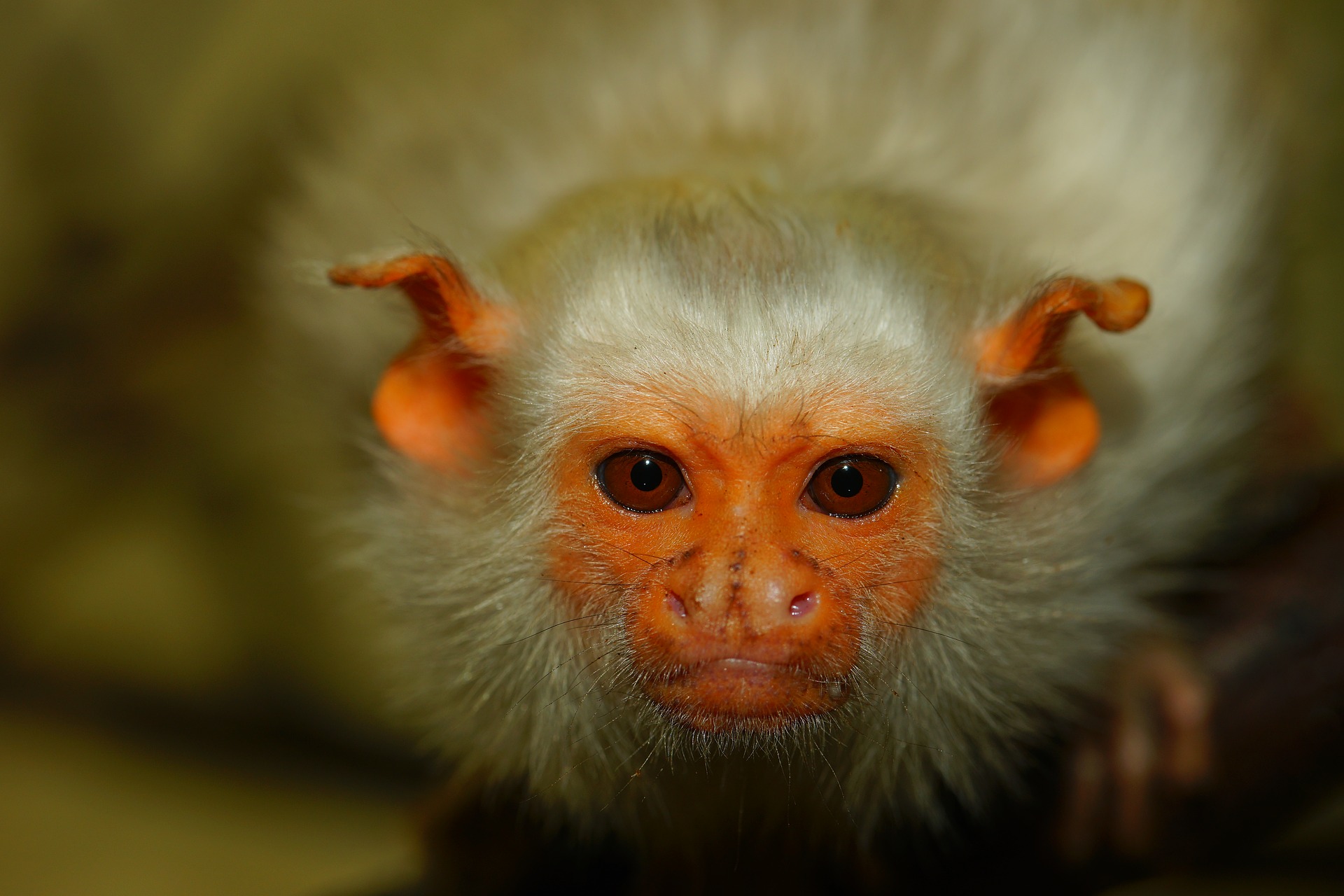 Close Up Eye Face Marmoset Monkey Primate Wildlife 1920x1280