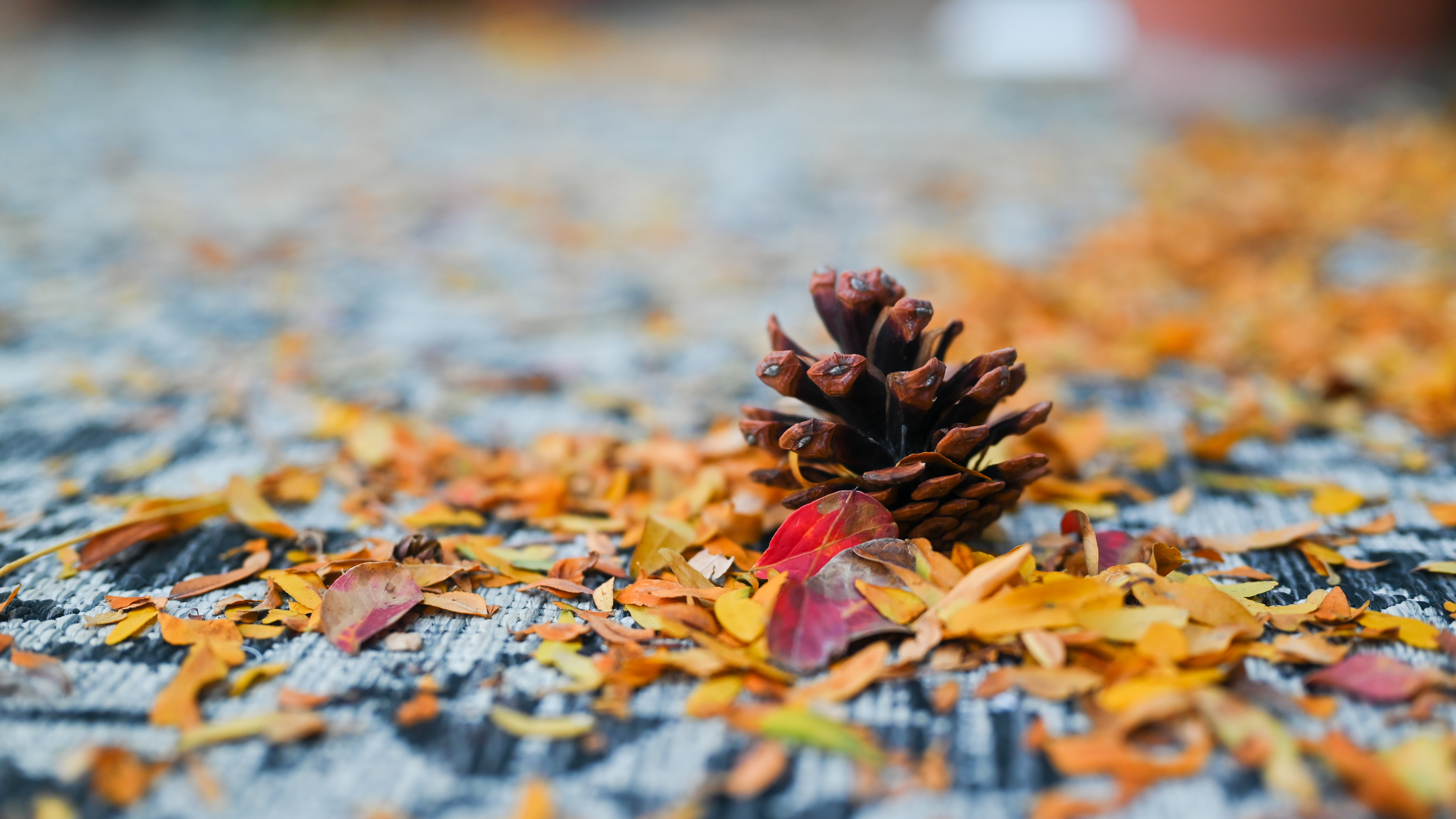 Fall Acorns Leaves Nature Plants Yellow Leaves Red Leaves Photography 6016x3384