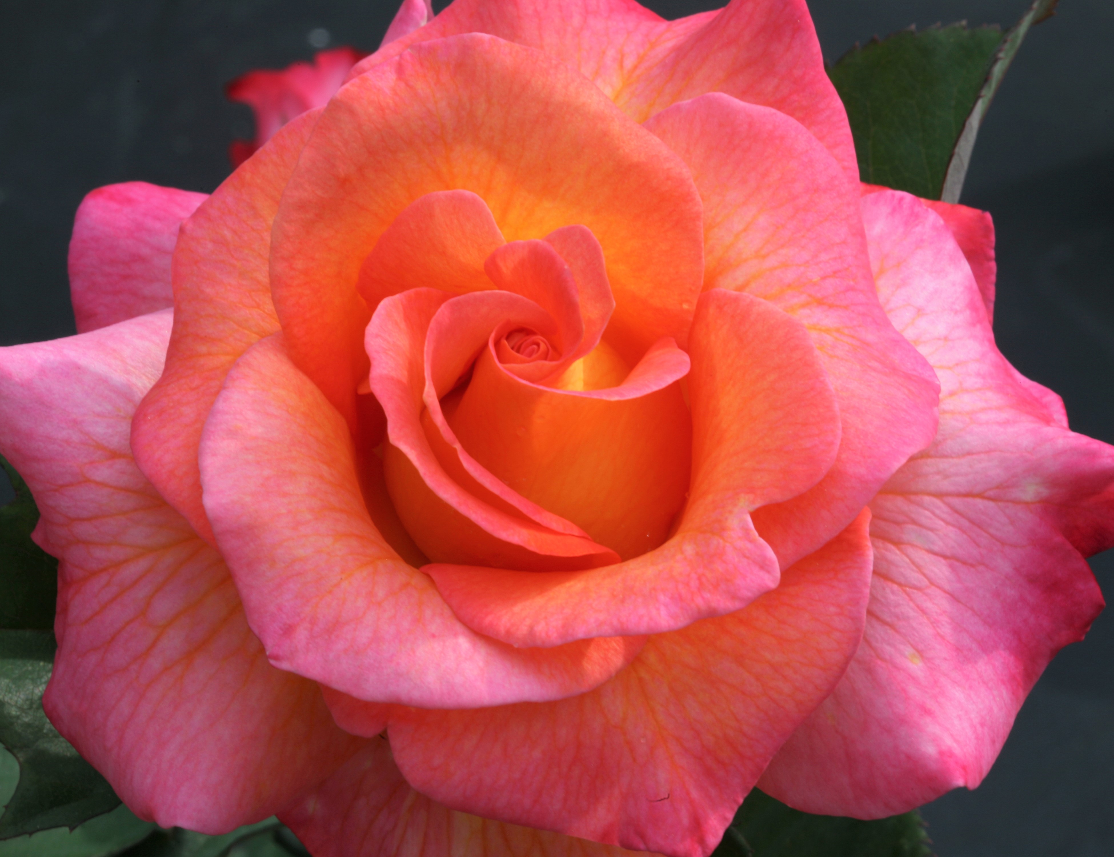 Pink Rose Close Up Flower Pink Flower 3900x3000