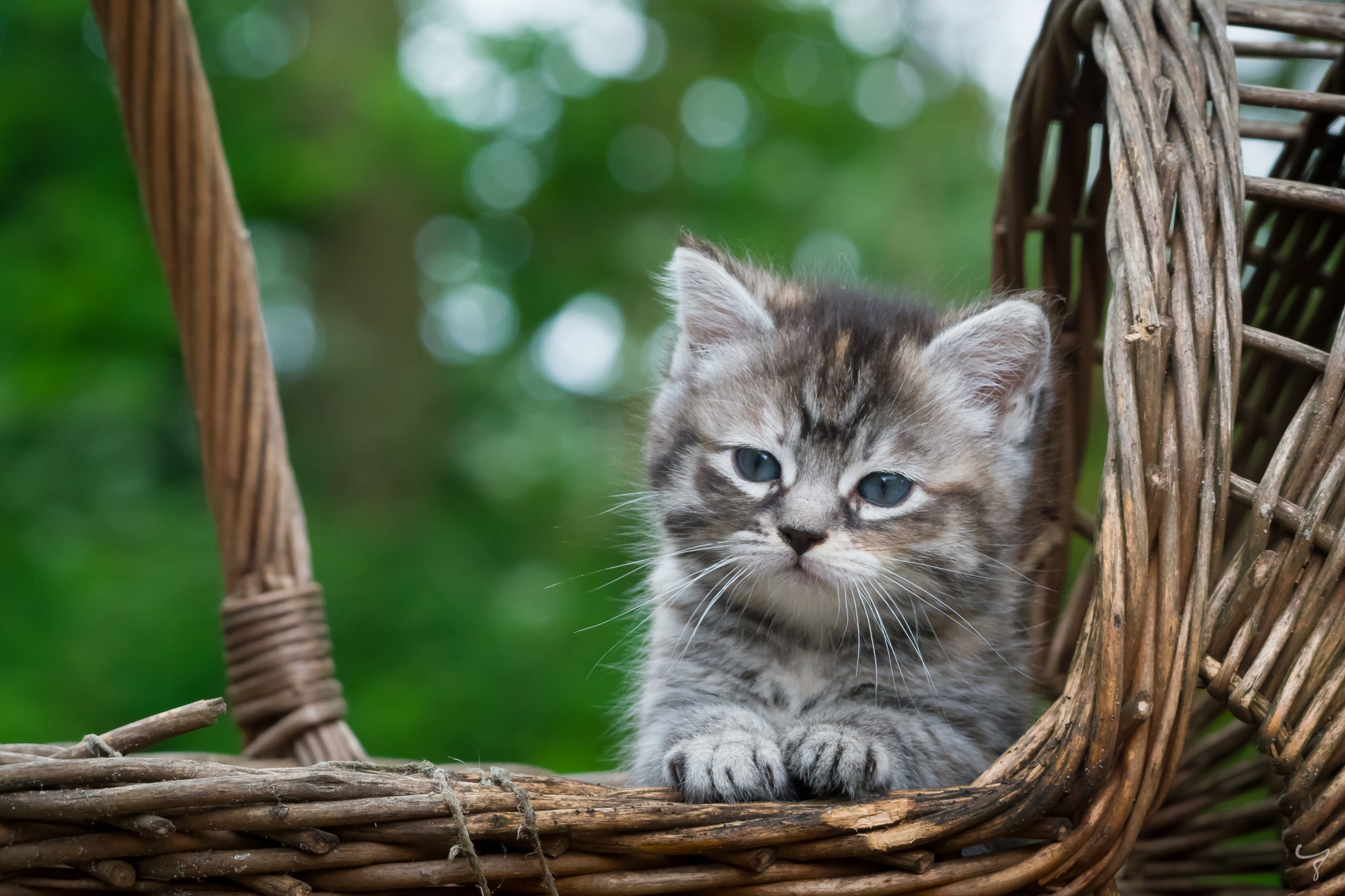Kittens Cats Animals Mammals Baskets Outdoors Feline 2000x1333