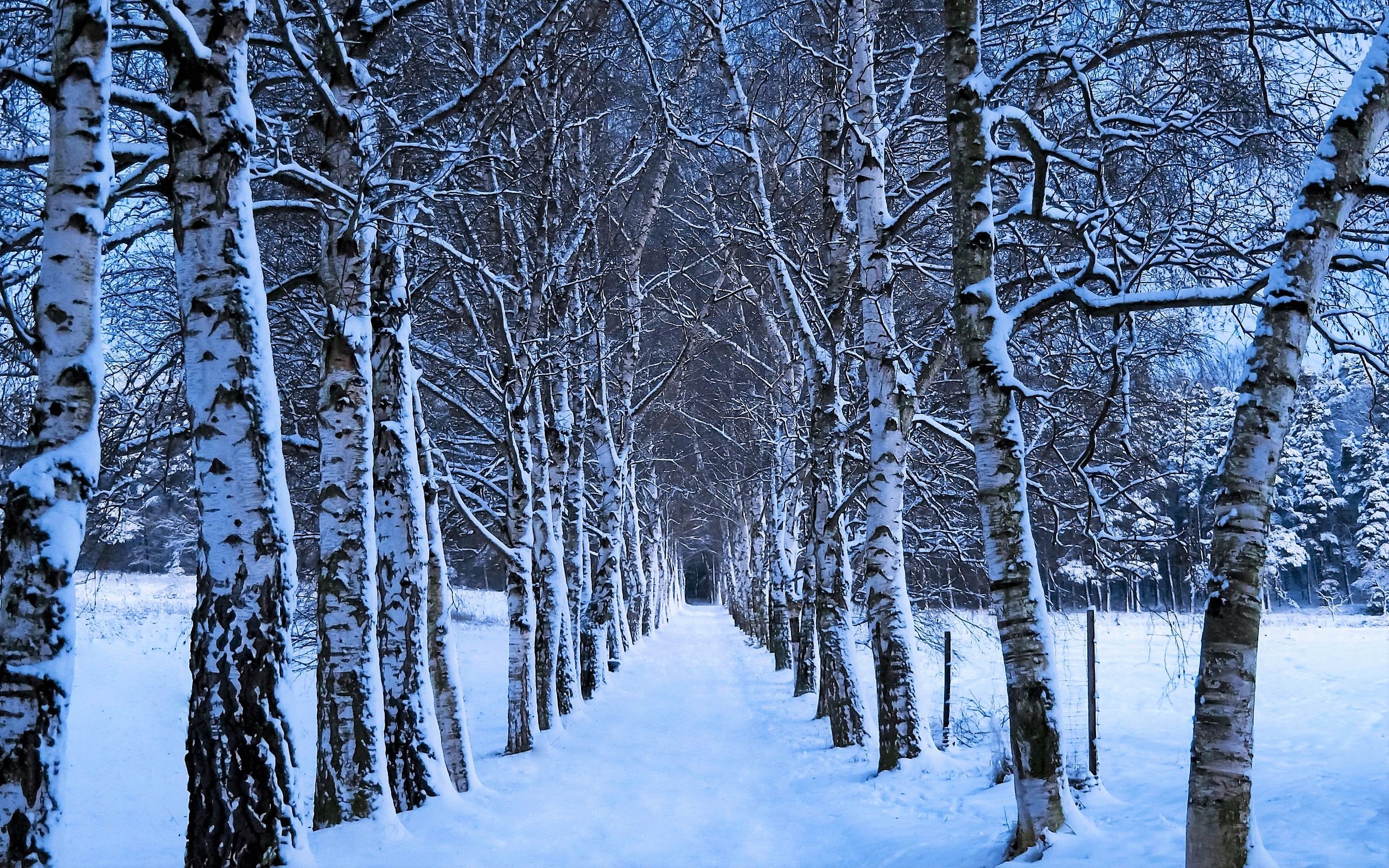 Birch Earth Path Snow Tree Tree Lined Winter 2560x1600