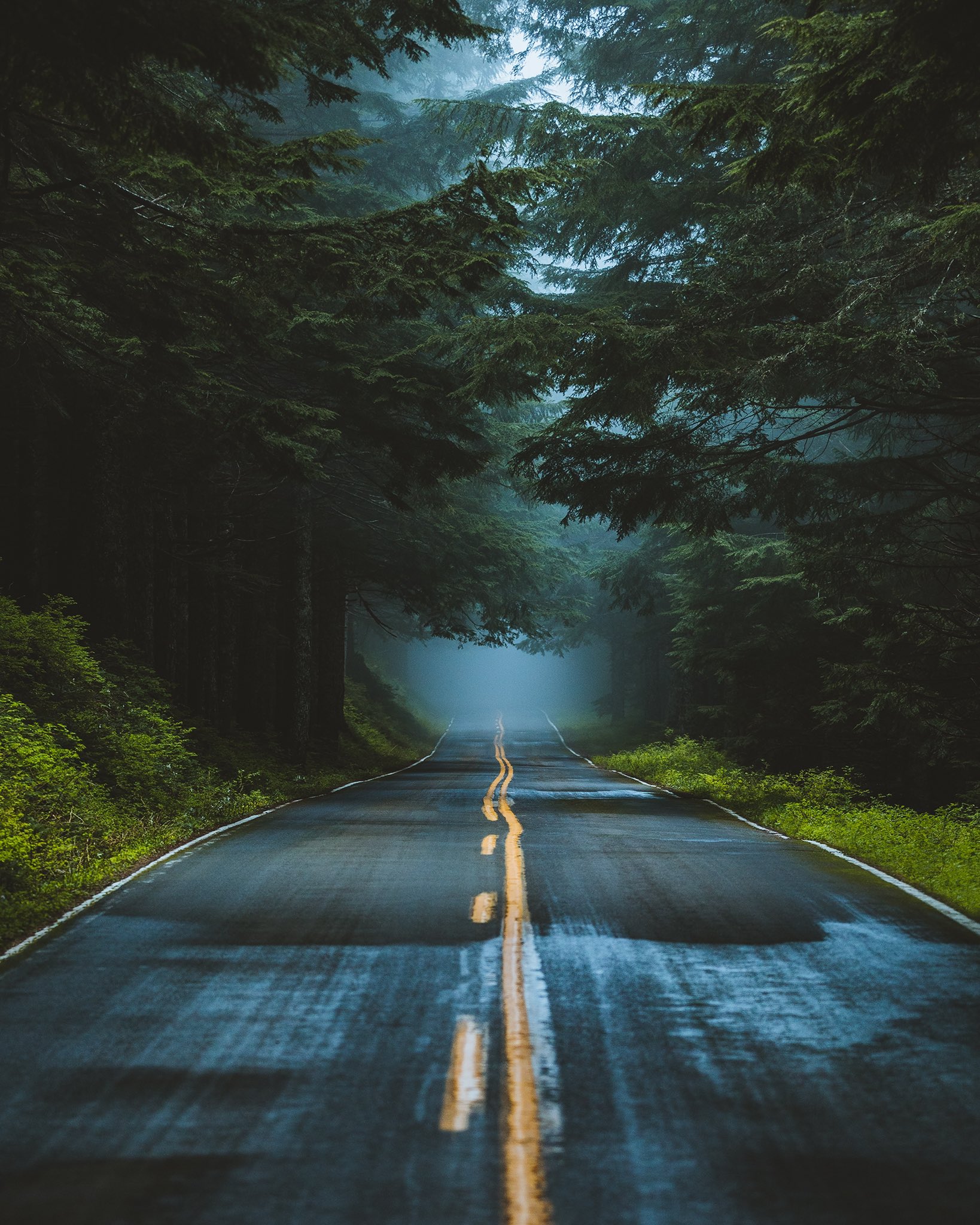 Road Trees Forest Wet Road Mist Nature Portrait Display Vertical 1638x2048