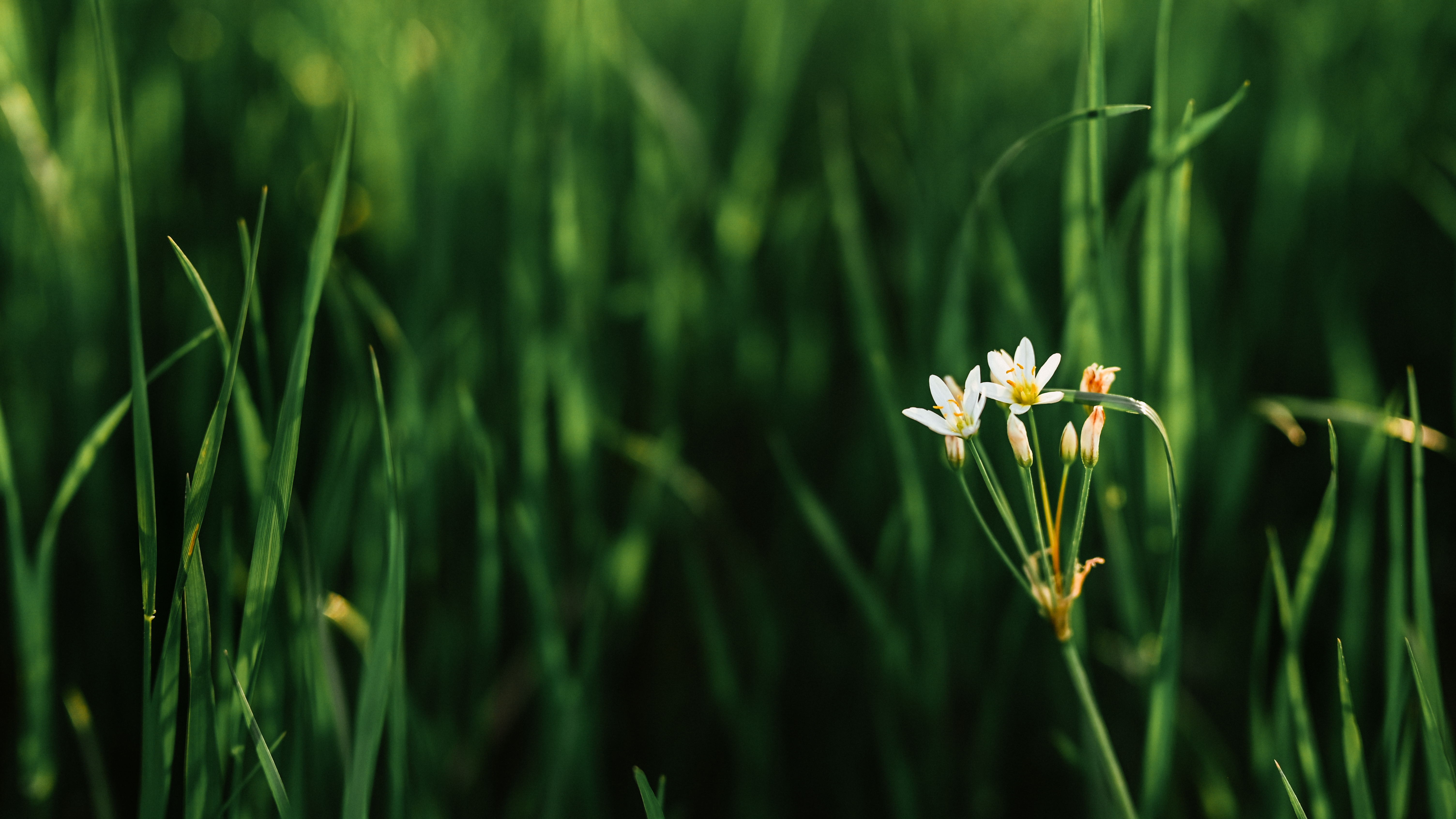 Photography Nature White Flowers Flowers Plants Green Background Outdoors Perspective 6016x3384