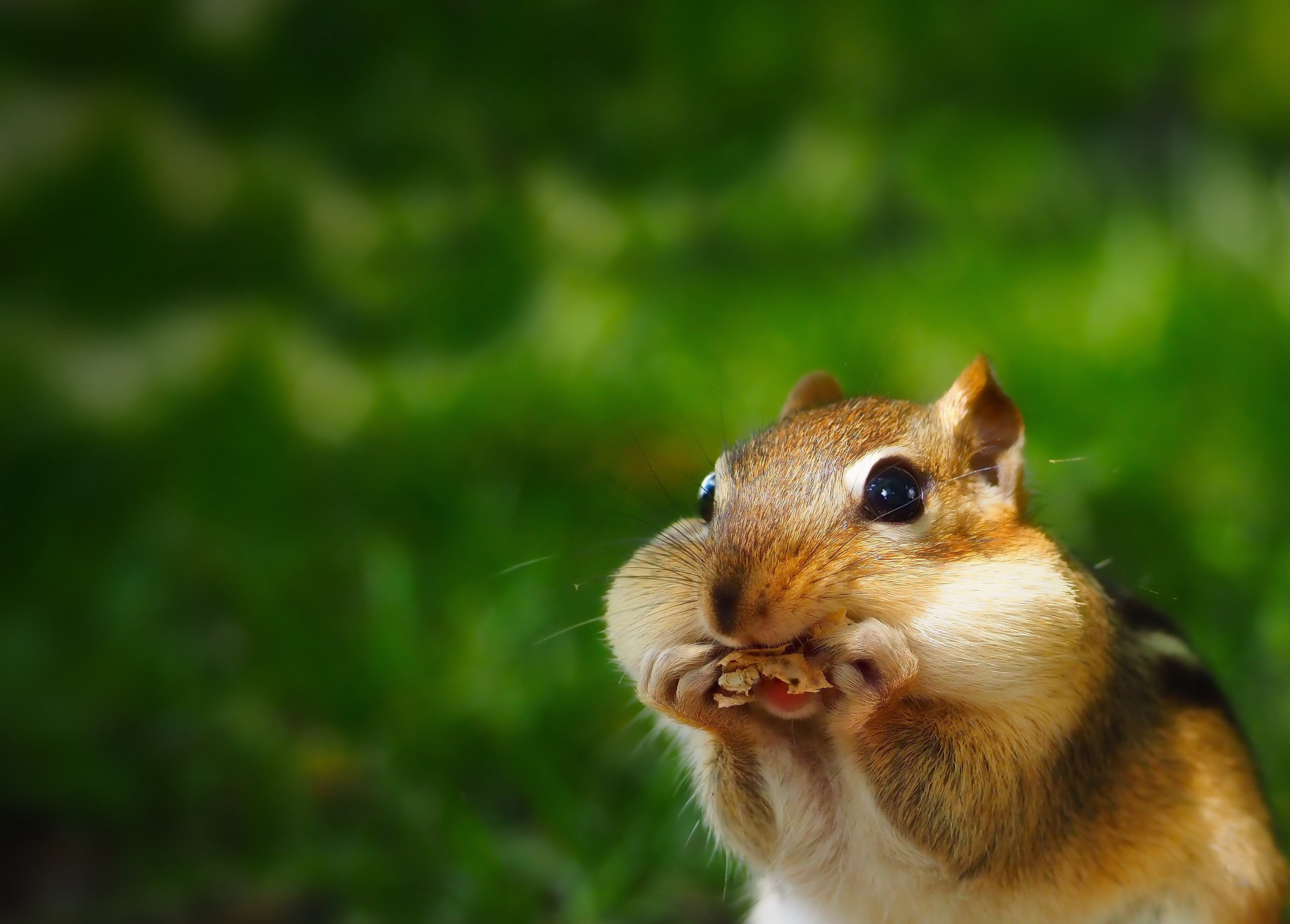 Chipmunk Rodent Wildlife 3072x2201