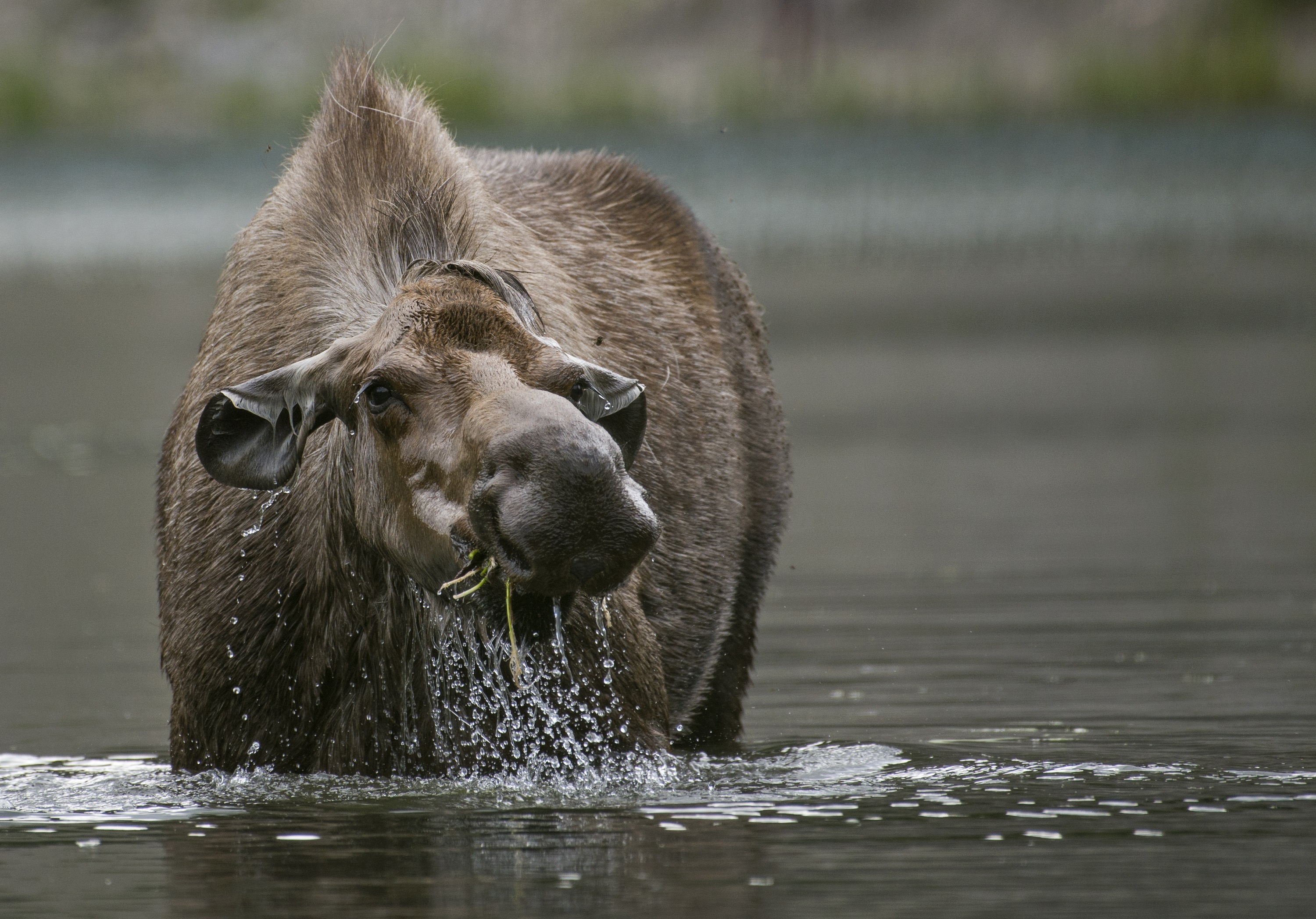 Moose Water Wildlife 3000x2096