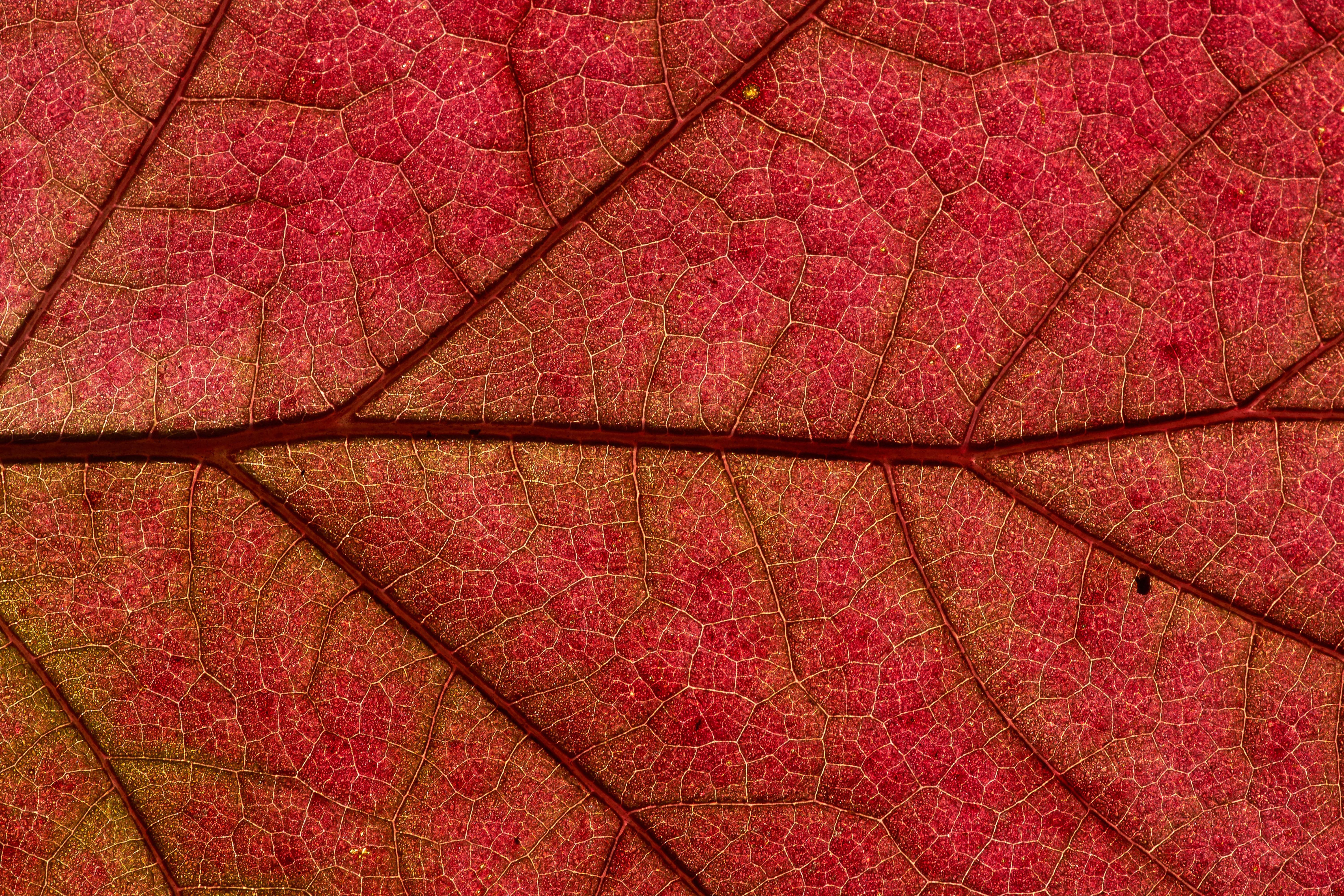 Red Close Up Nature Leaf 6000x4000
