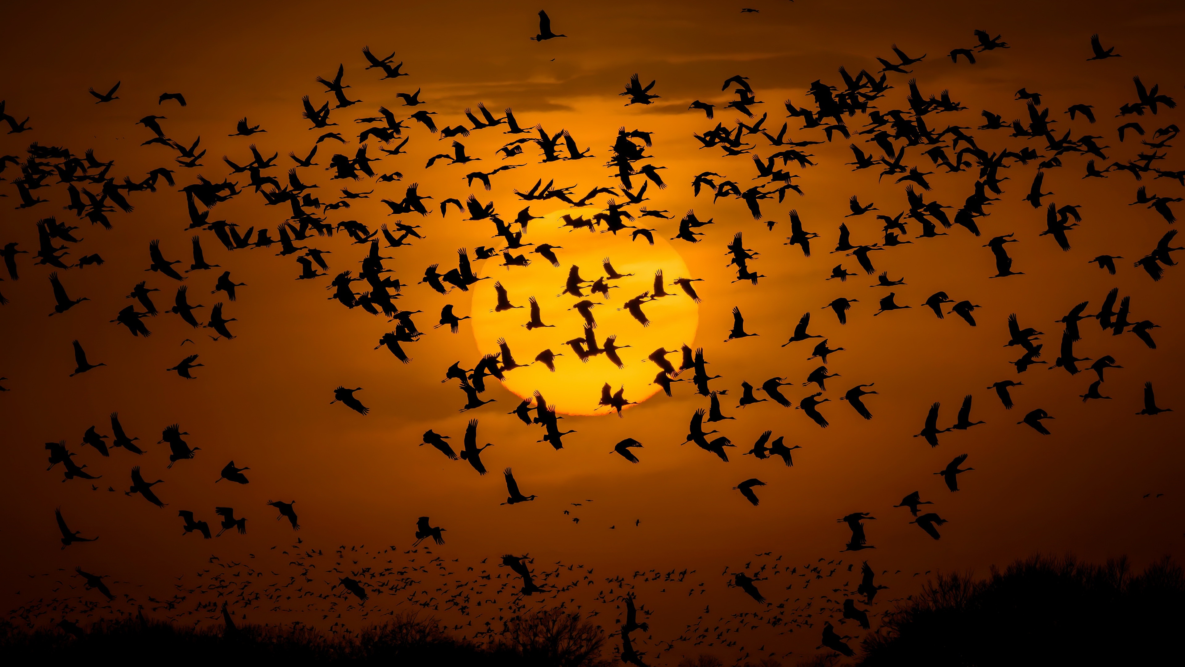 Nature Sun Animals Birds Flying Wings Sunlight Silhouette Orange Sky 3840x2160