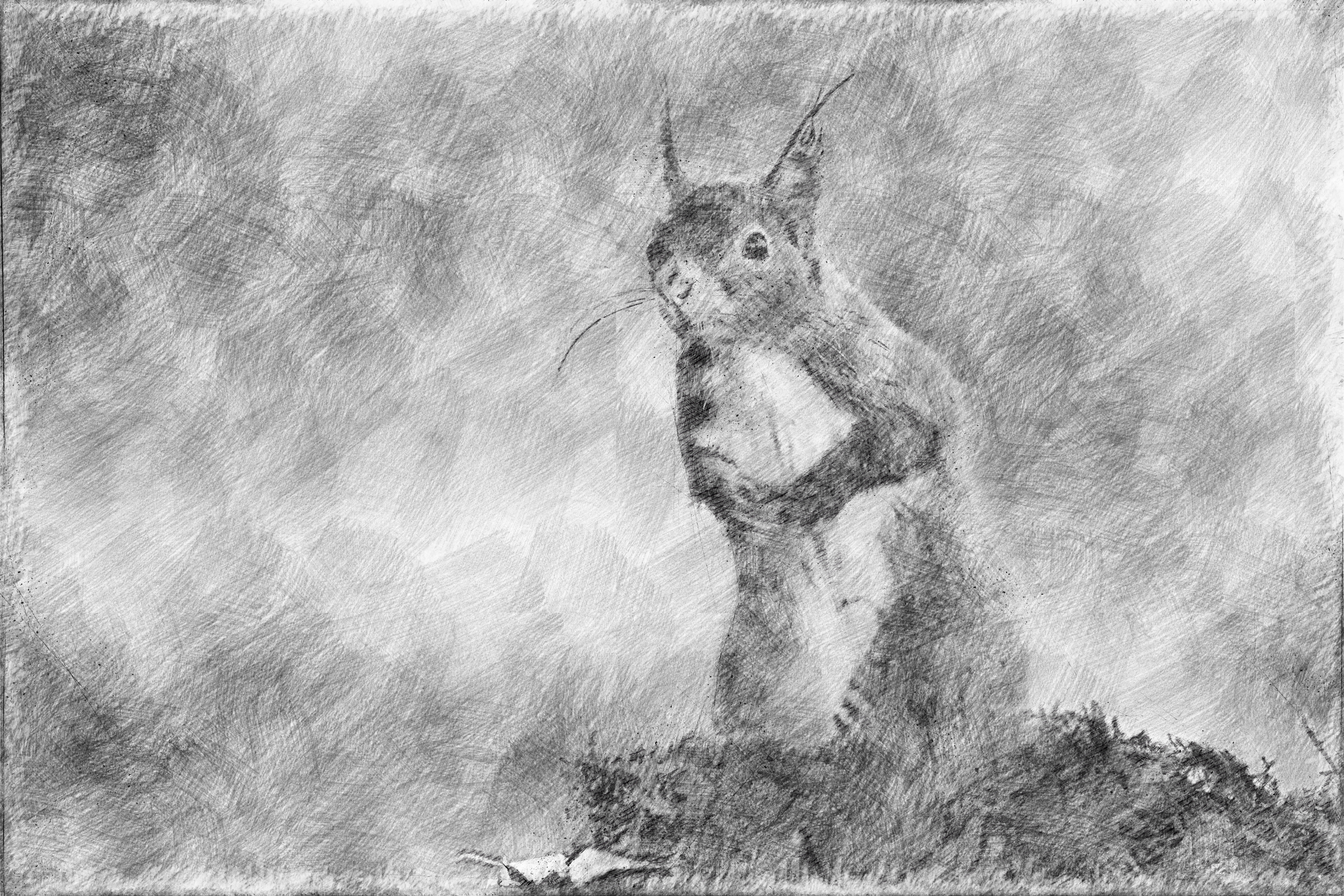 Squirrel Artwork Drawing Pencil Drawing 3961x2642