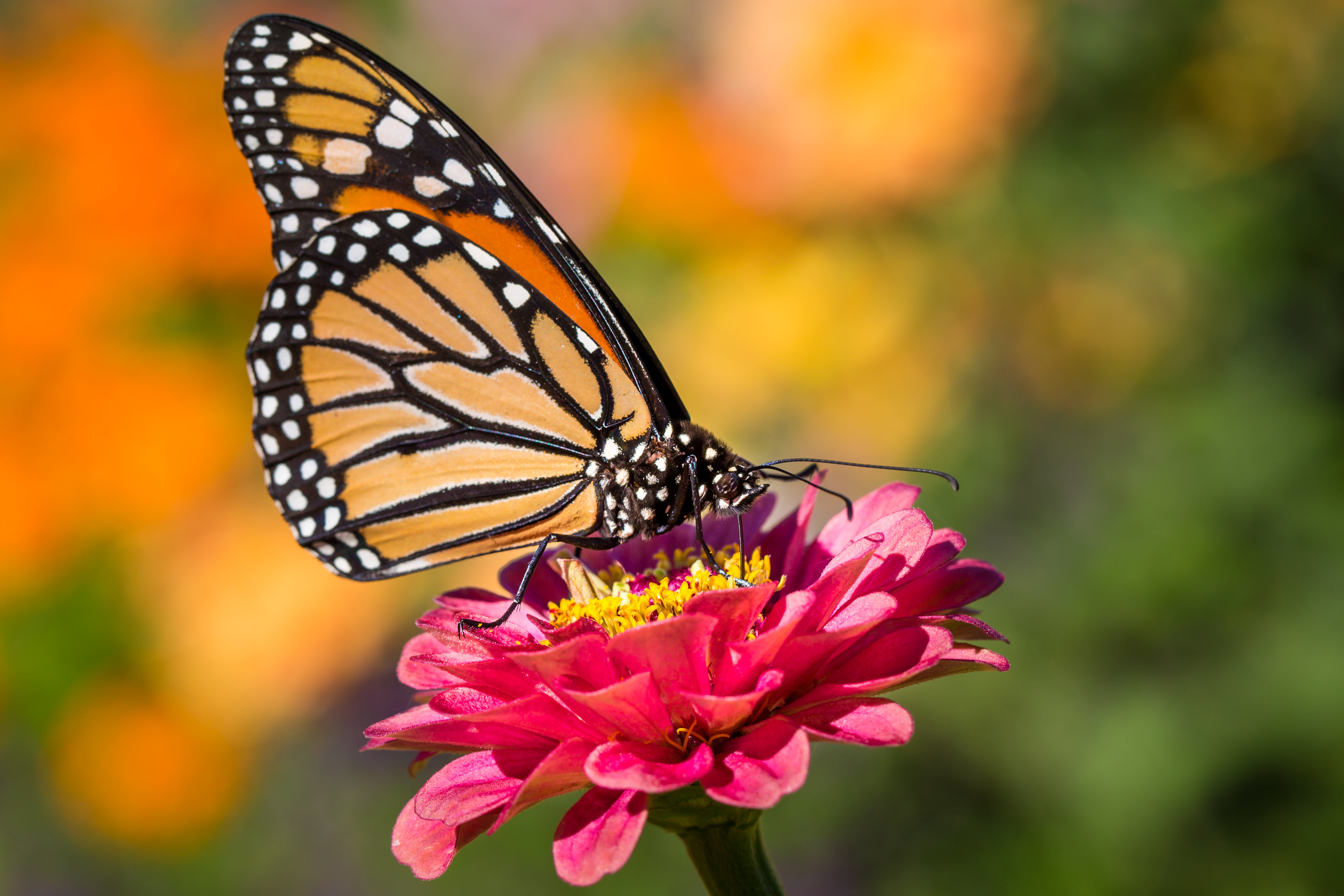Monarch Butterfly Insect Macro 4096x2731