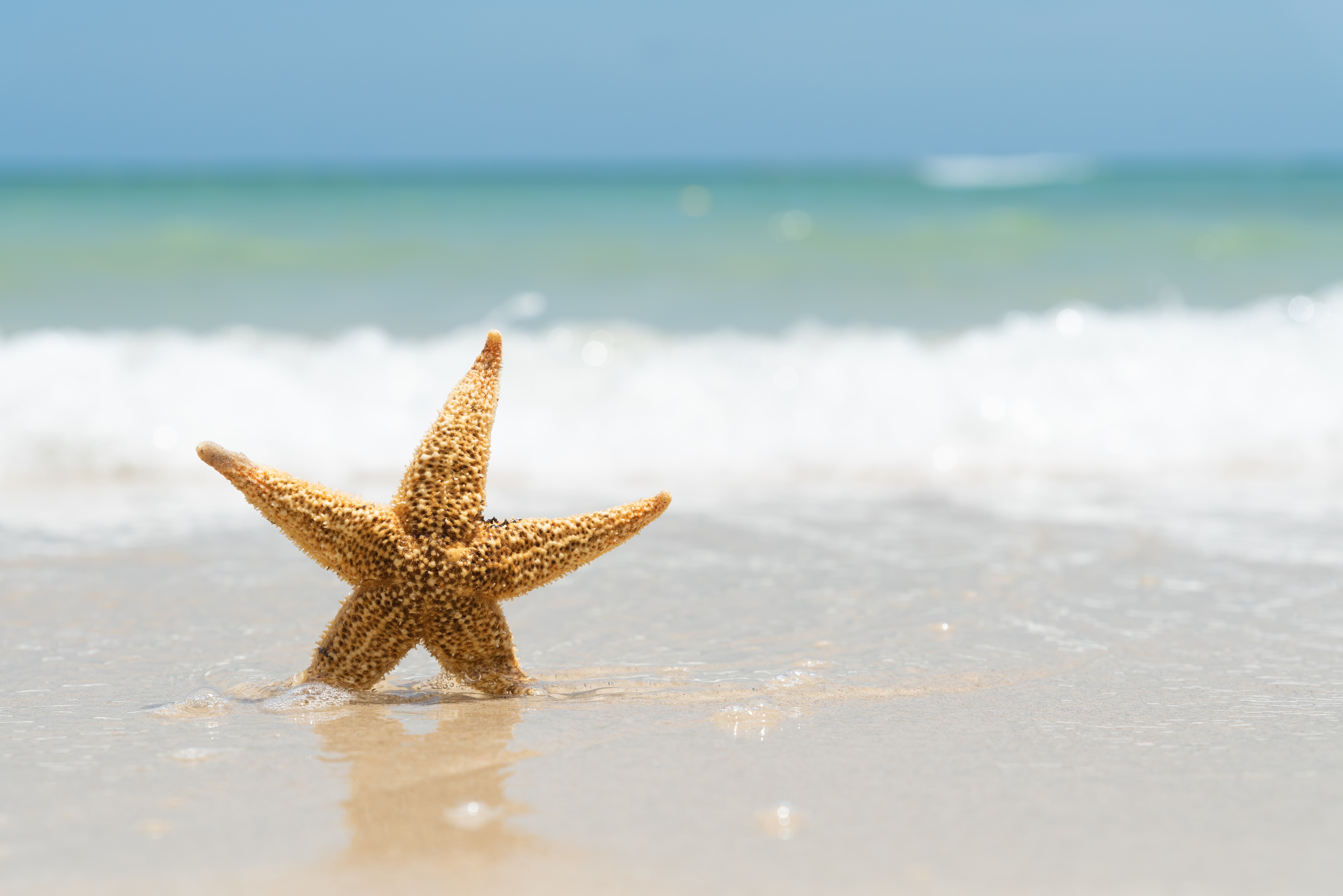 Включи звезда берег. Морская звезда. Морская звезда на пляже. Звезды на пляже. Берег морская звезда.