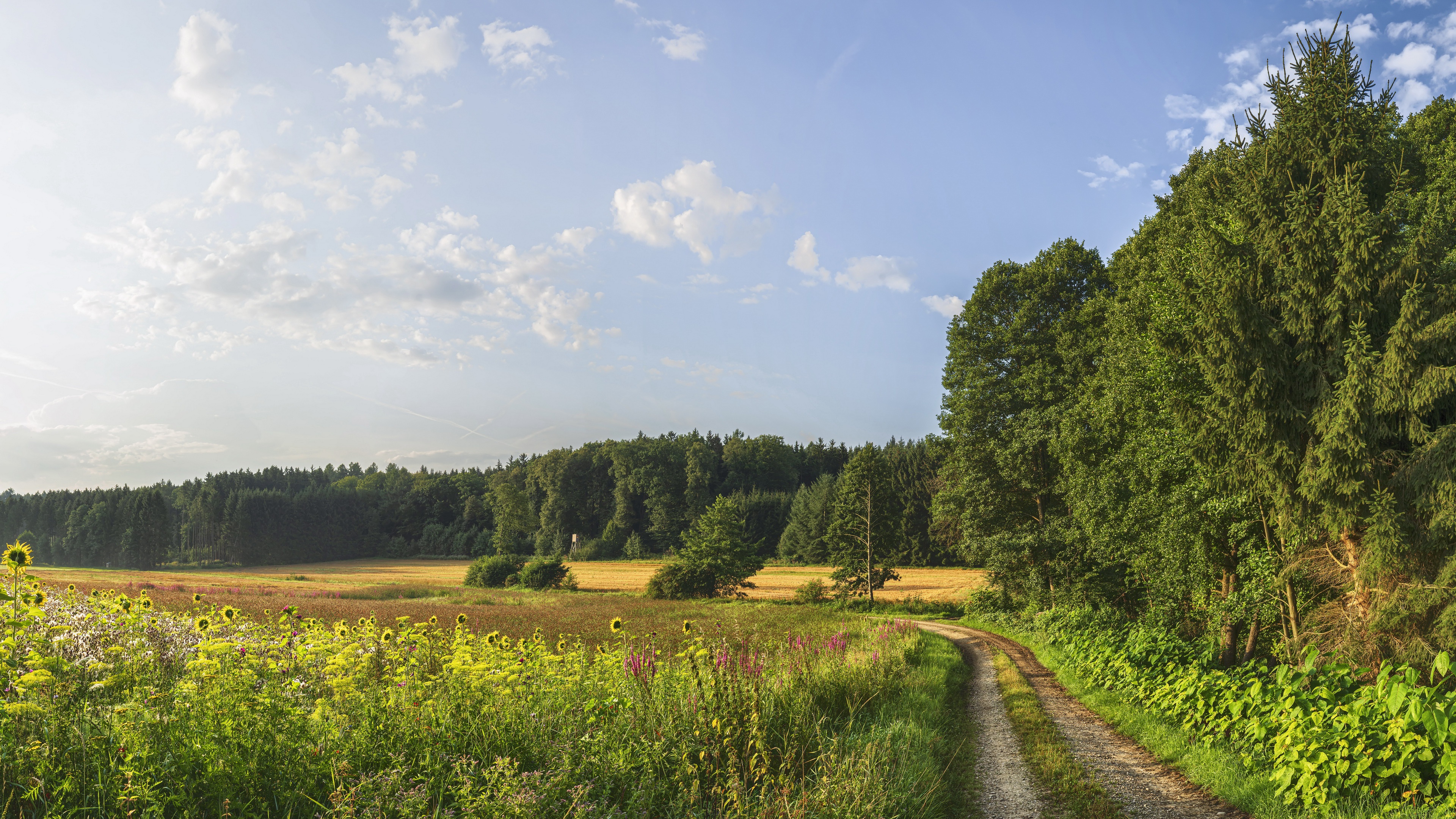 Summer Nature Outdoors Pathway Field Flowers Sky Plants 3840x2160