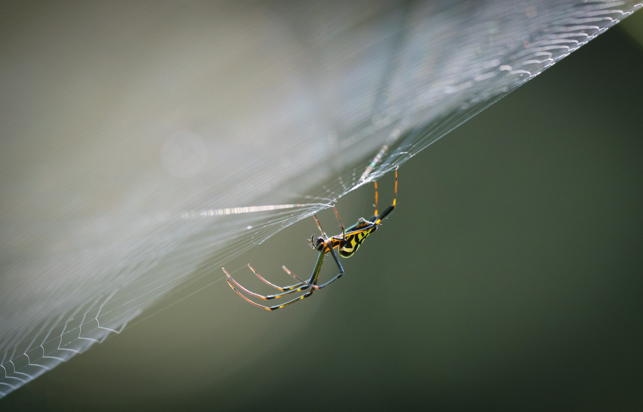 Macro Arachnid Spider Web 2048x1312