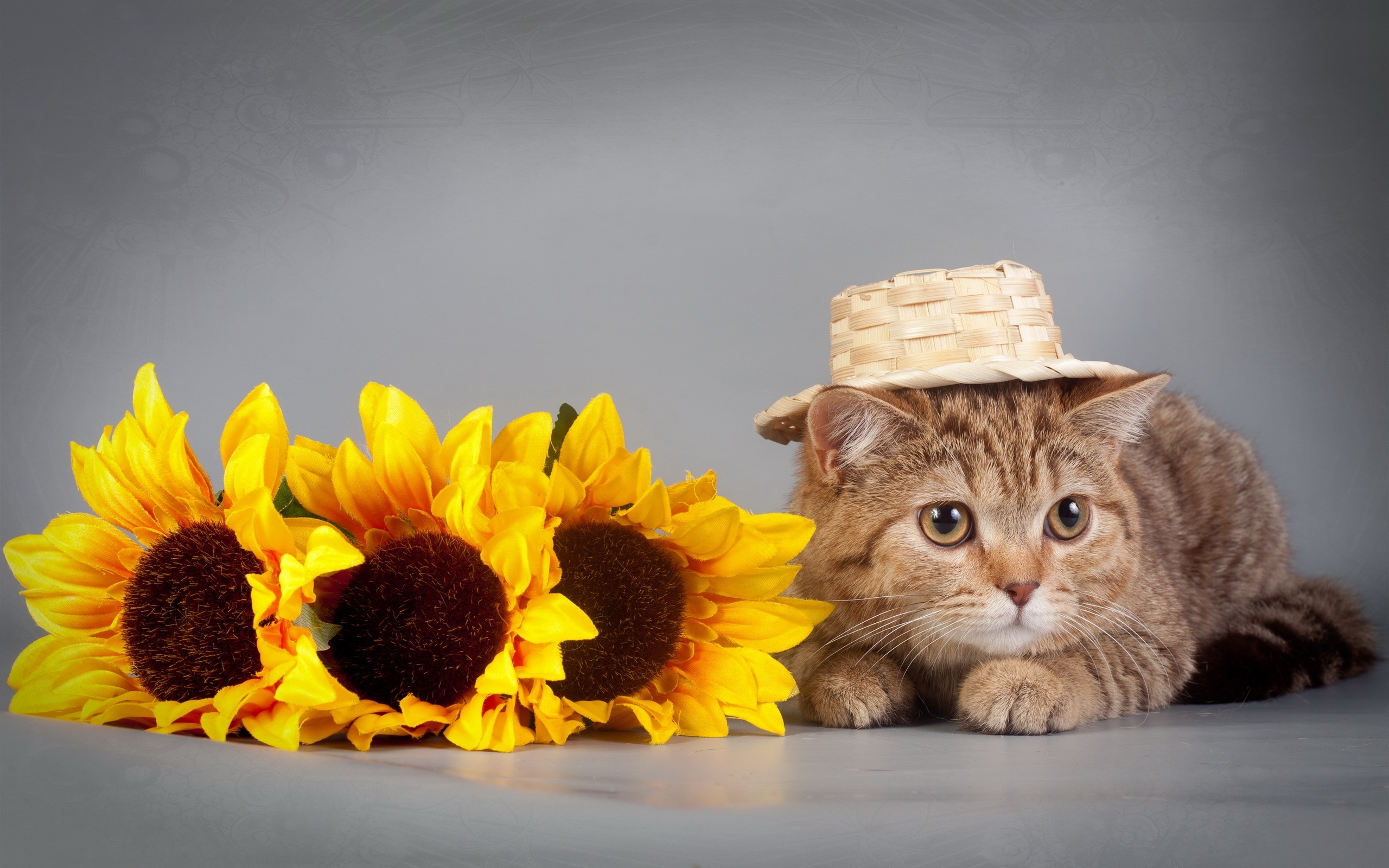 Sunflower Hat Pet 2560x1600