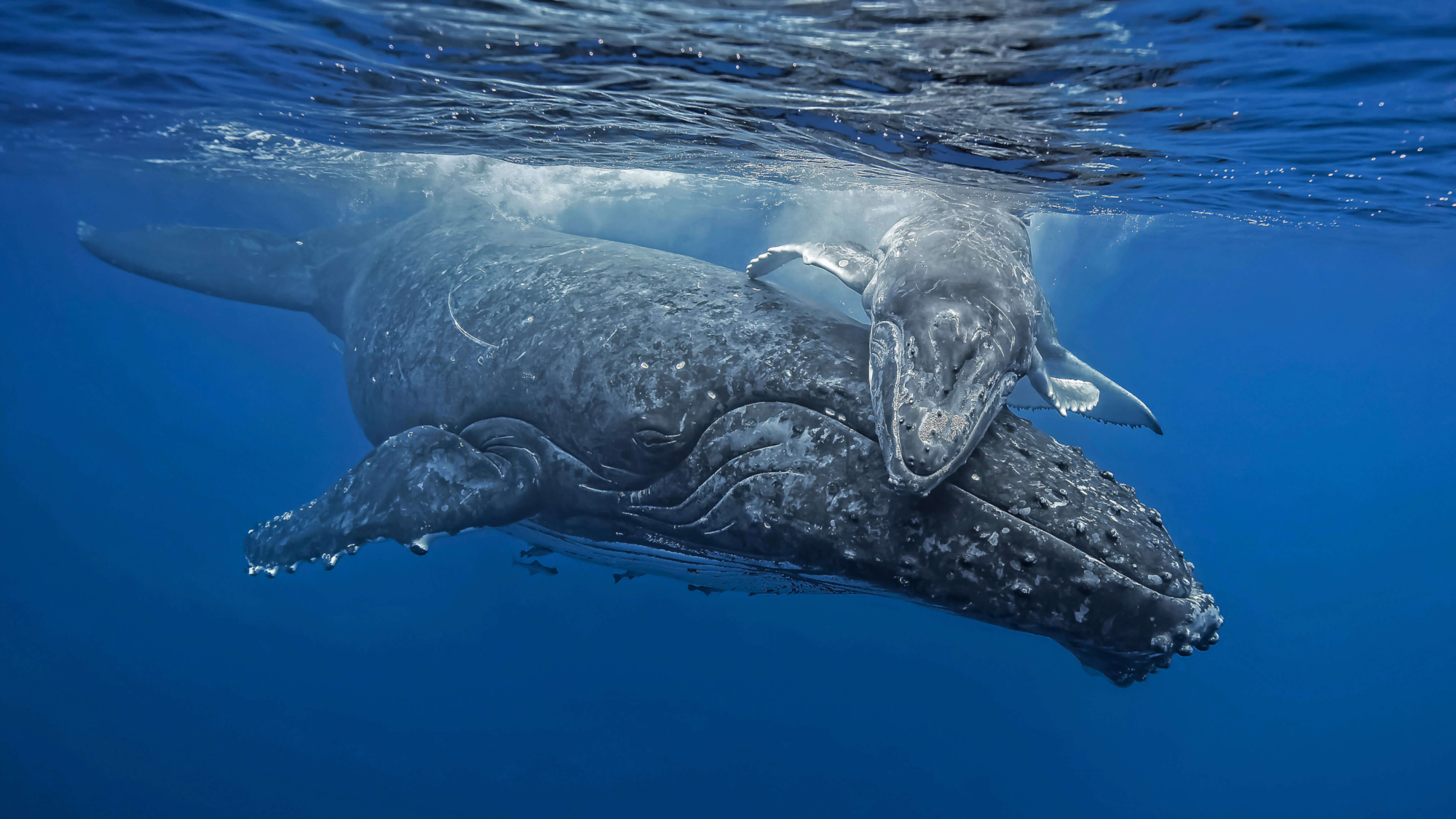 Animal Humpback Whale 2000x1125