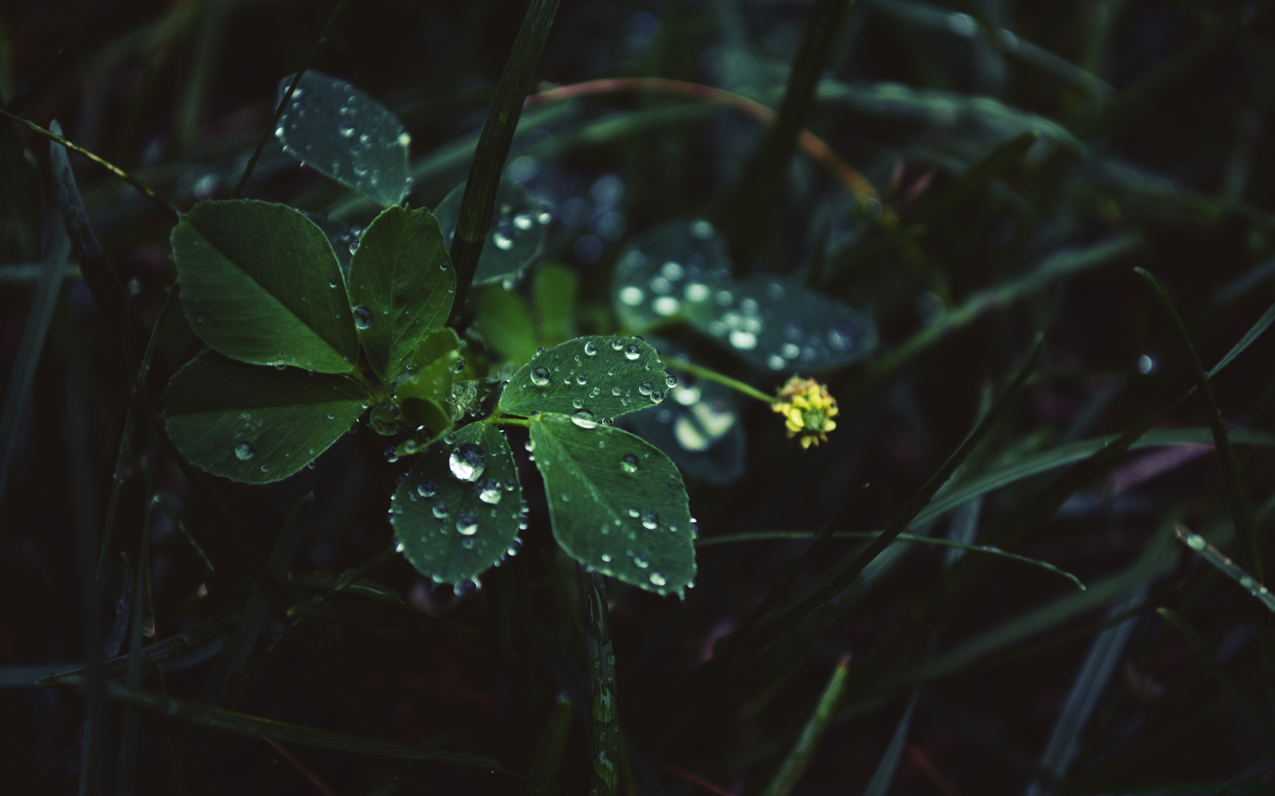 Raindrops Yellow Flower 2560x1600