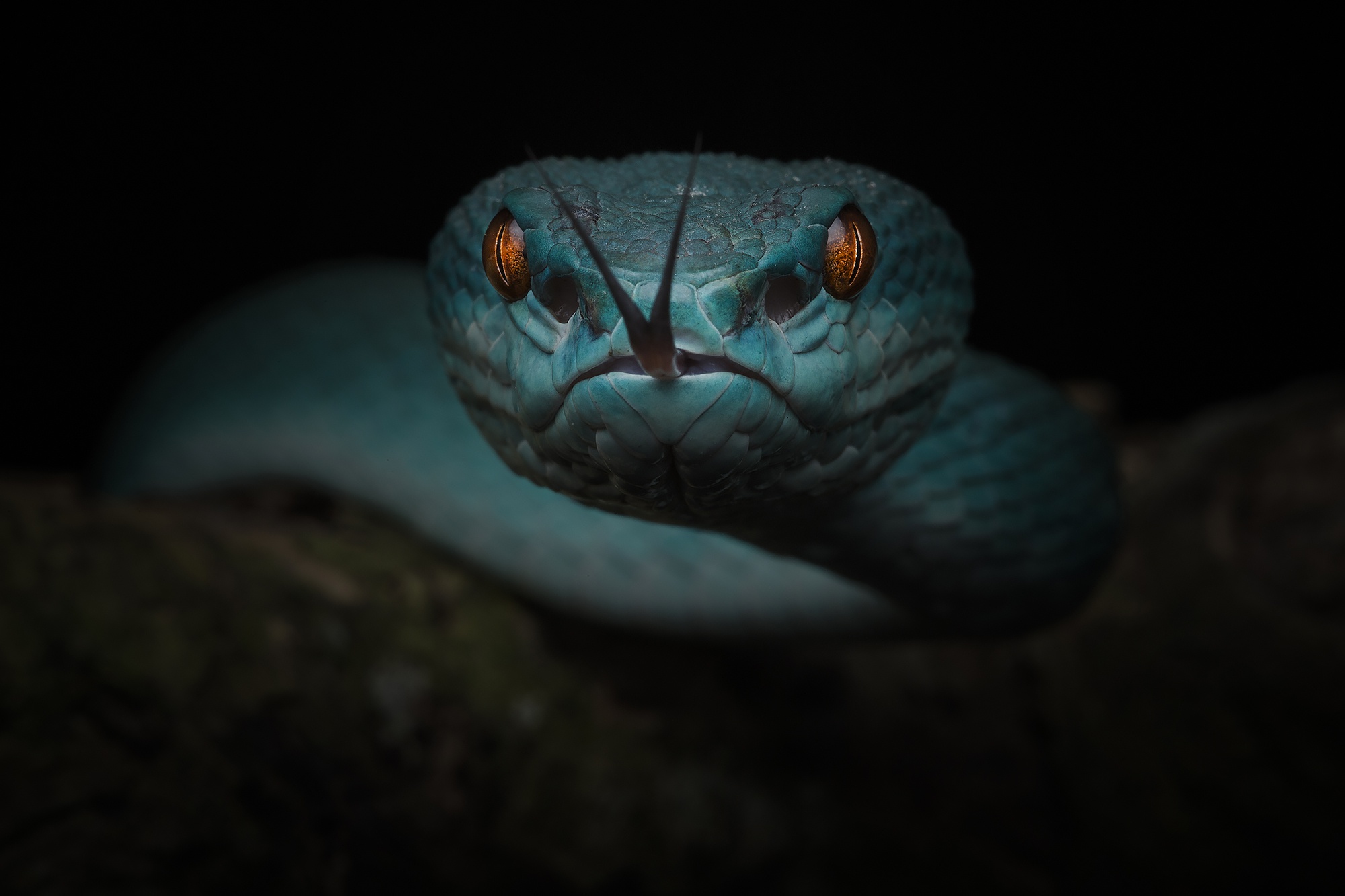 Snake Reptile Macro 2000x1333